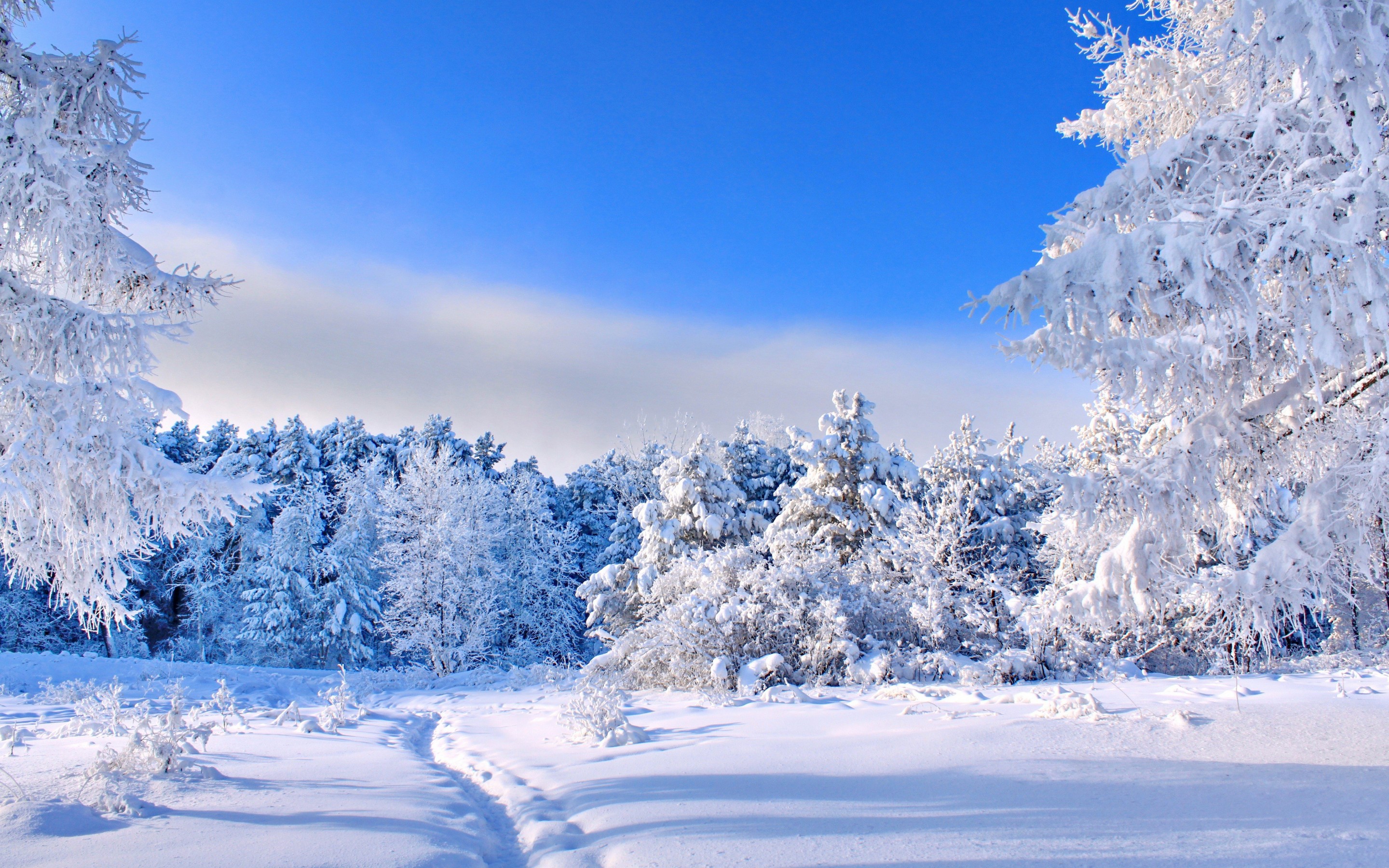Скачать обои бесплатно Зима, Снег, Лес, Дерево, Земля/природа картинка на рабочий стол ПК