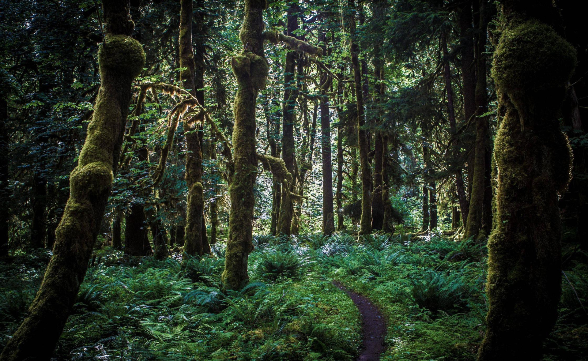Download mobile wallpaper Fern, Forest, Tree, Earth, Path, Moss for free.