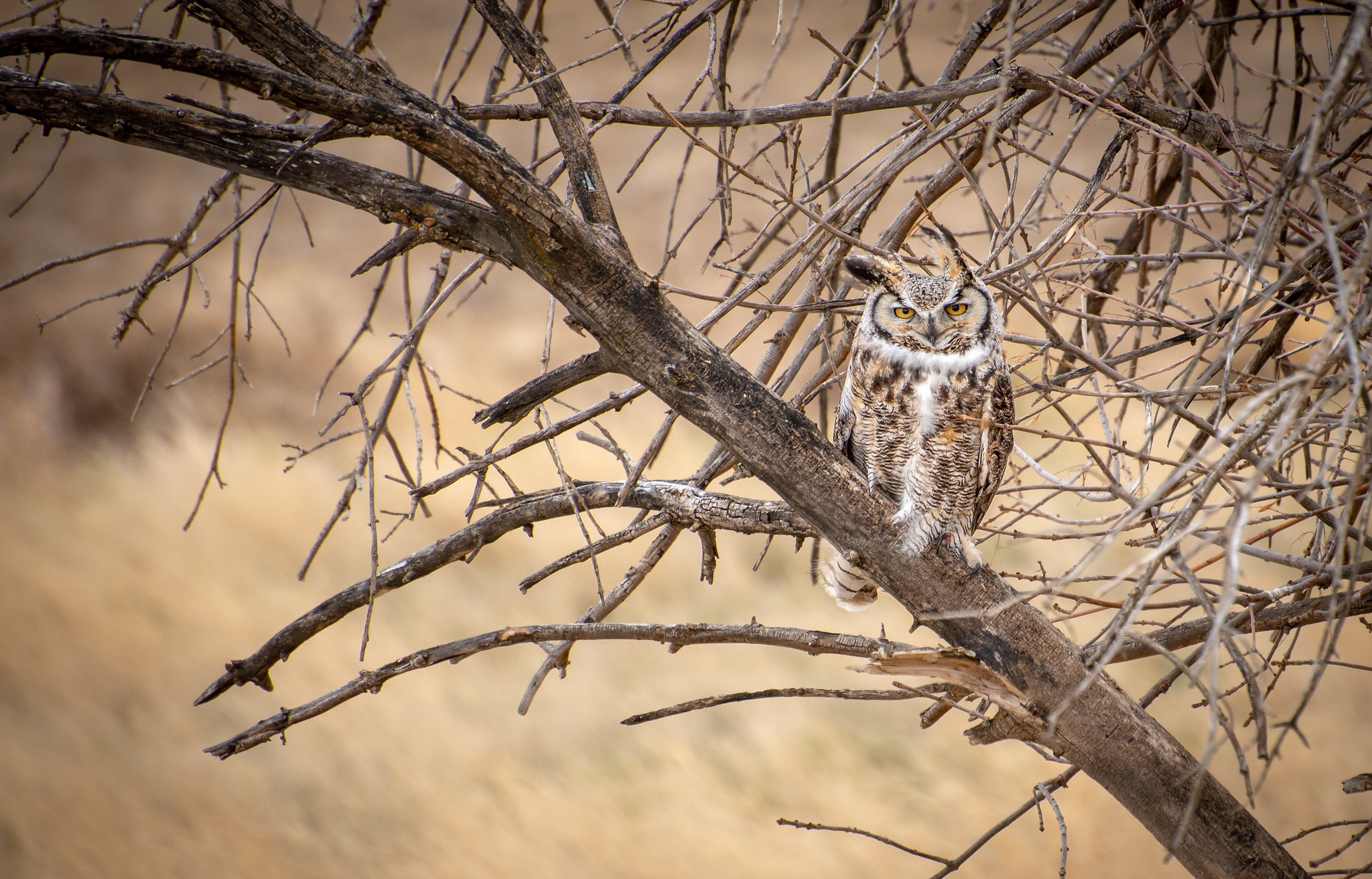 Free download wallpaper Birds, Owl, Bird, Animal on your PC desktop