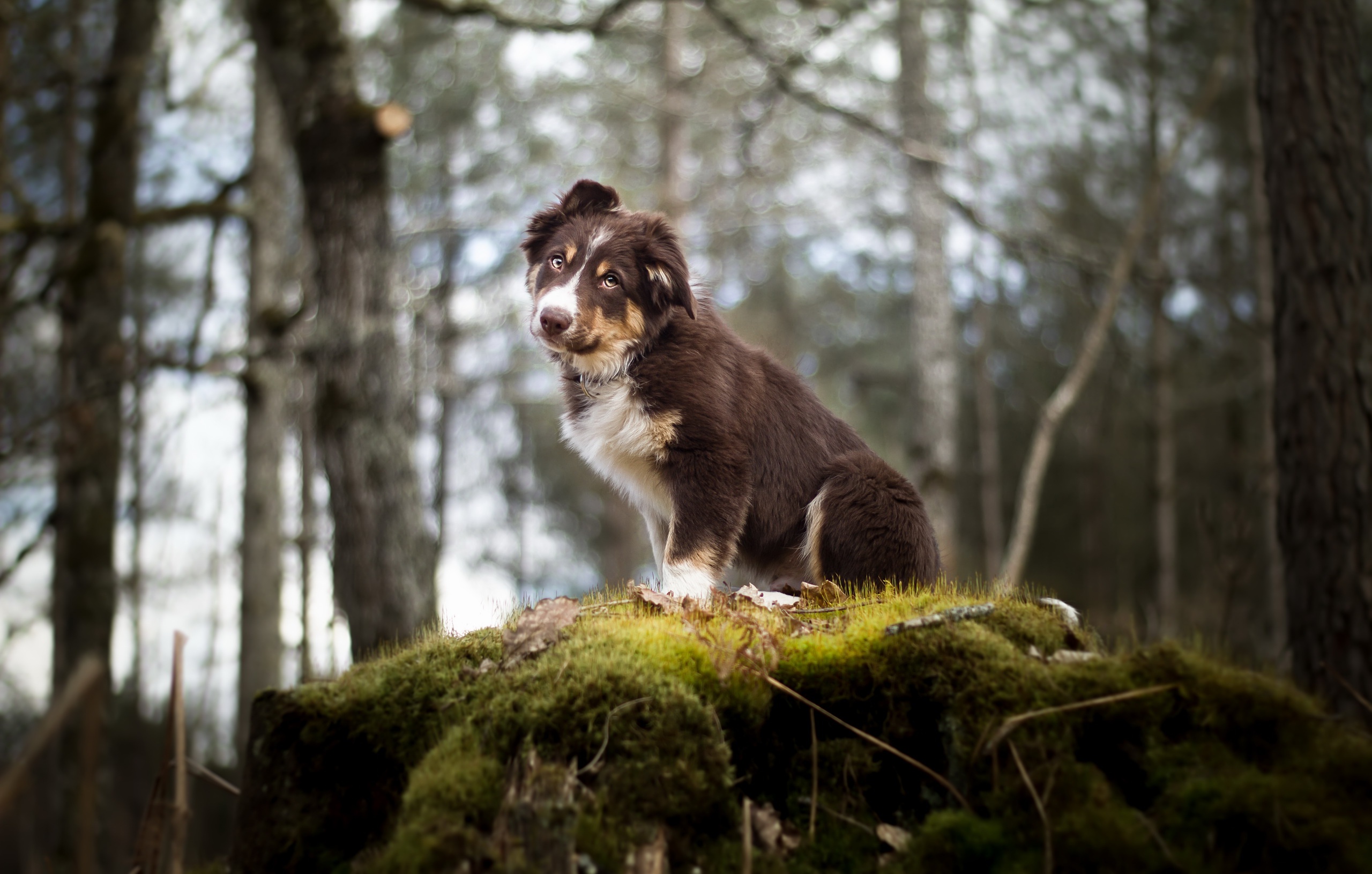 Laden Sie das Tiere, Hunde, Hund, Welpen, Australischer Hirte, Tierbaby-Bild kostenlos auf Ihren PC-Desktop herunter