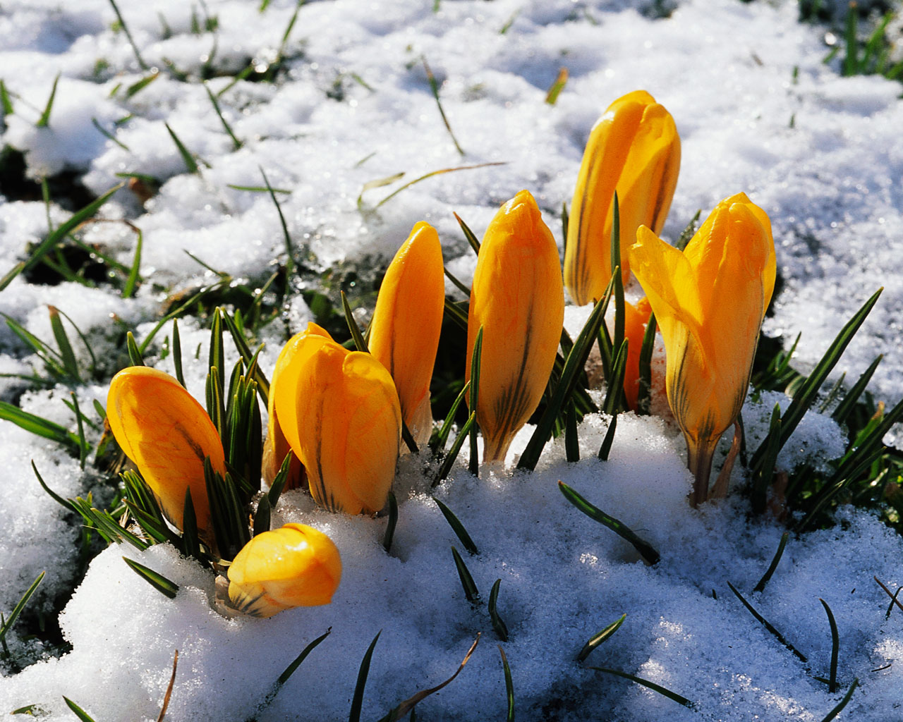 1516318 скачать обои желтый цветок, крокус, снег, земля/природа - заставки и картинки бесплатно