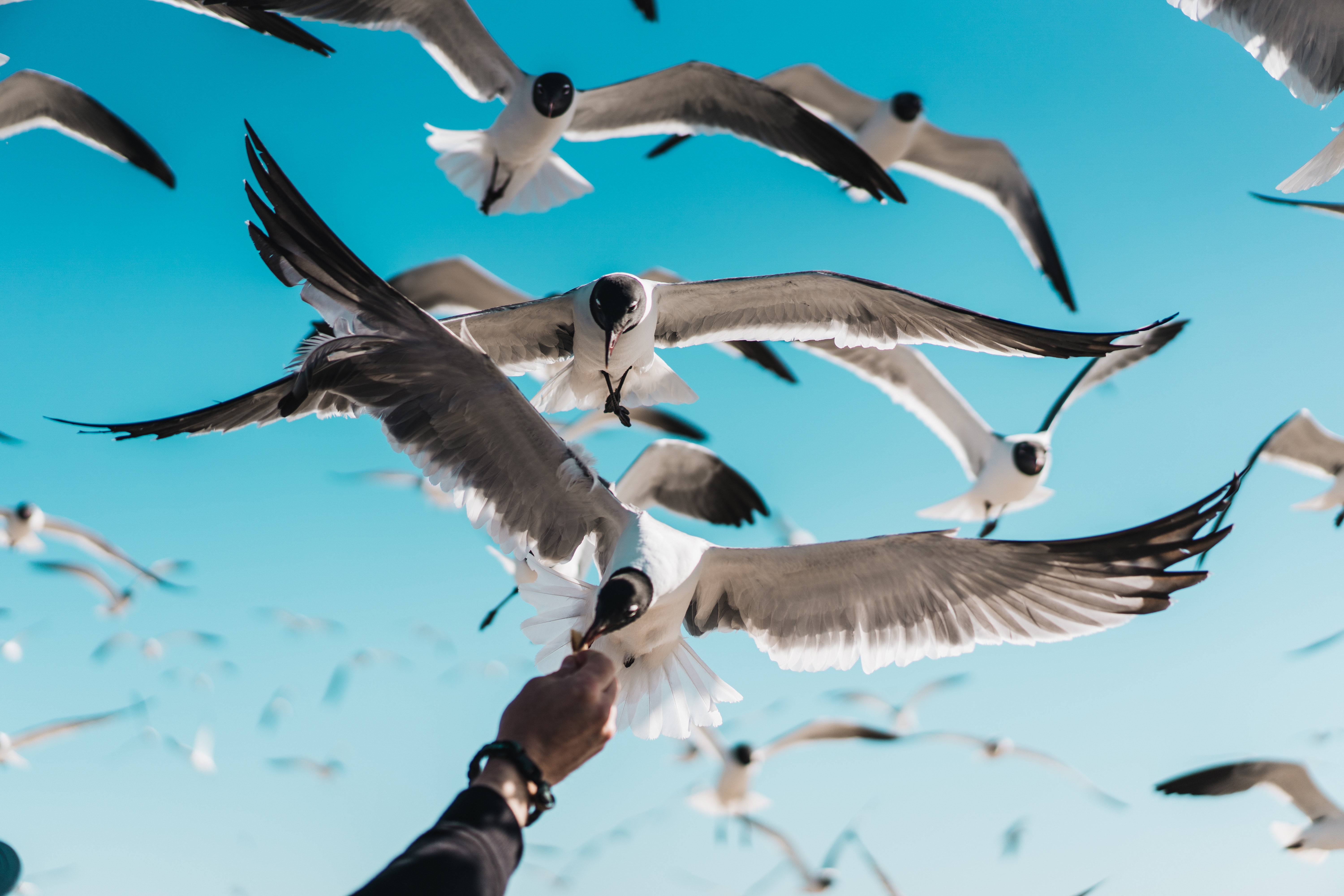 Laden Sie das Tiere, Natur, Vögel, Vogel, Seemöve-Bild kostenlos auf Ihren PC-Desktop herunter