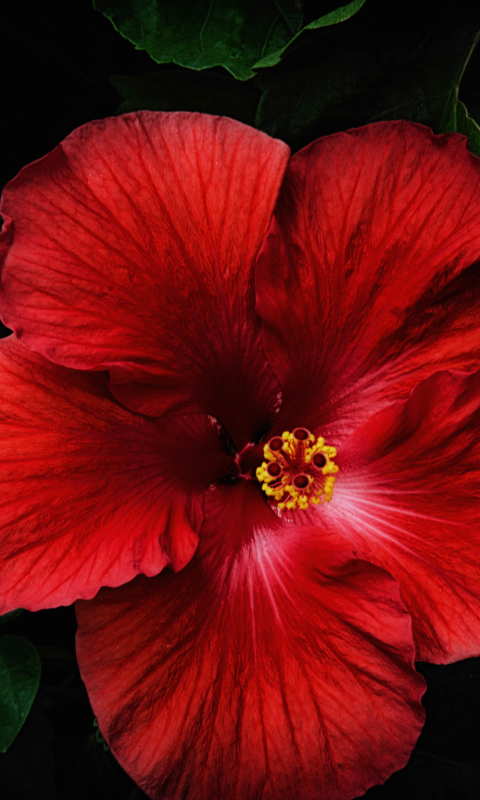 無料モバイル壁紙フラワーズ, 花, 閉じる, 地球, ハイビスカス, 赤い花をダウンロードします。