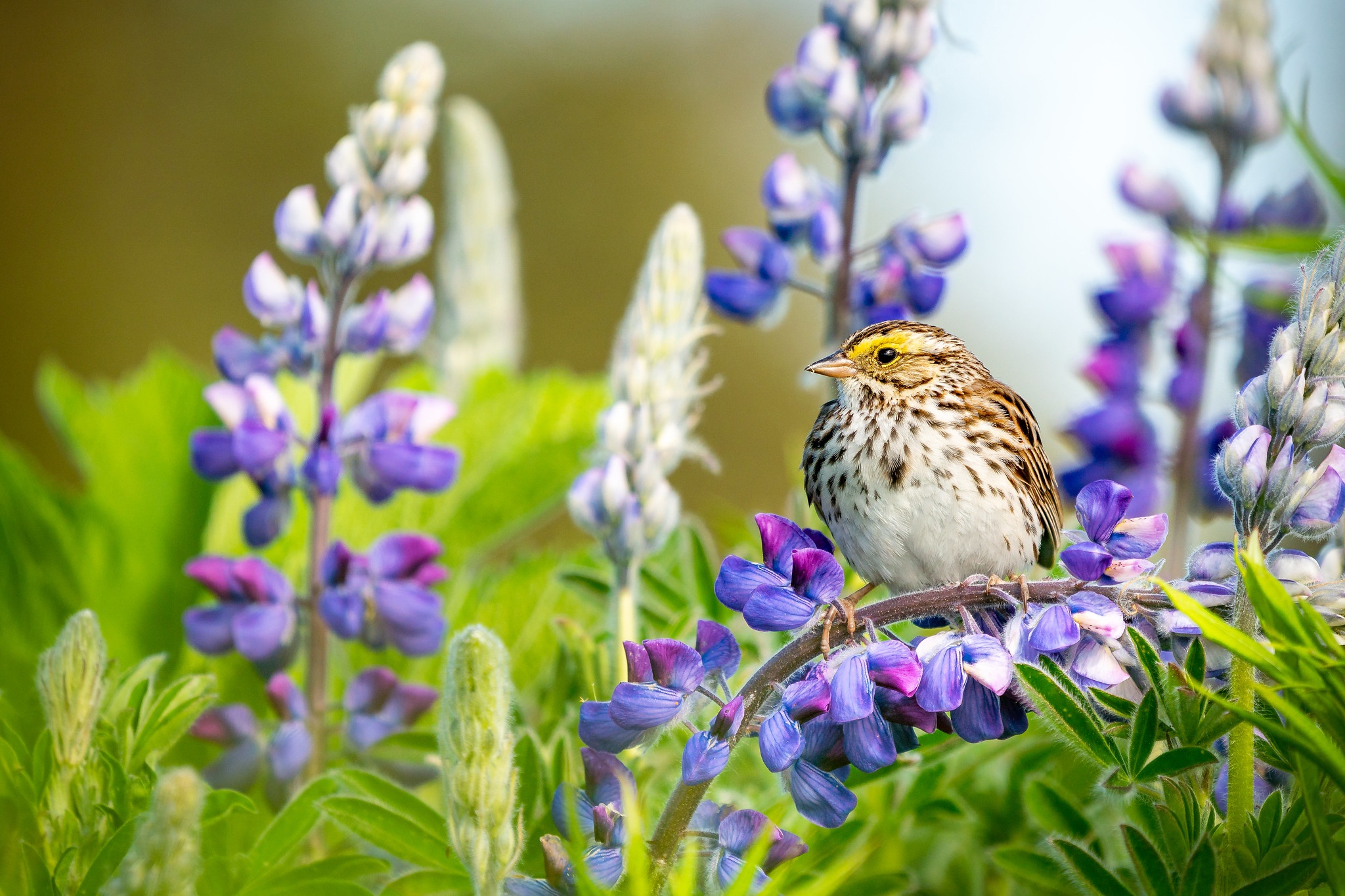 Free download wallpaper Birds, Flower, Bird, Animal, Lupine on your PC desktop