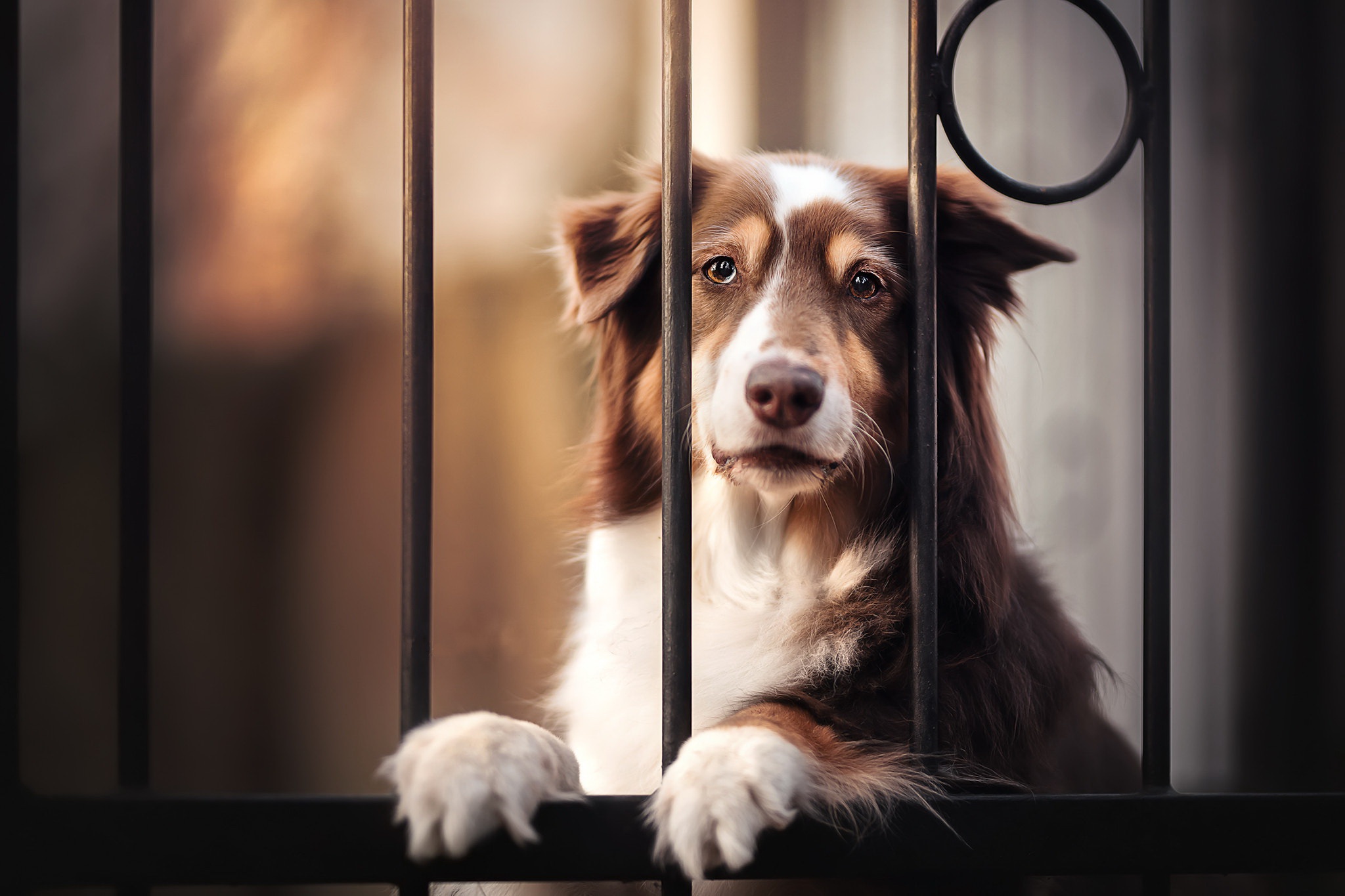 Free download wallpaper Dogs, Dog, Animal, Depth Of Field on your PC desktop