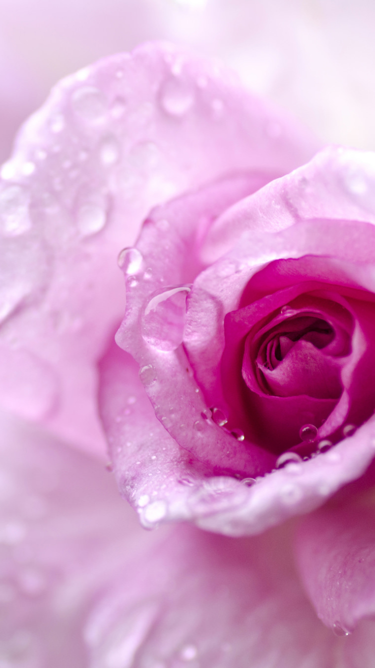 Download mobile wallpaper Nature, Flowers, Flower, Macro, Rose, Earth, Water Drop, Pink Flower for free.