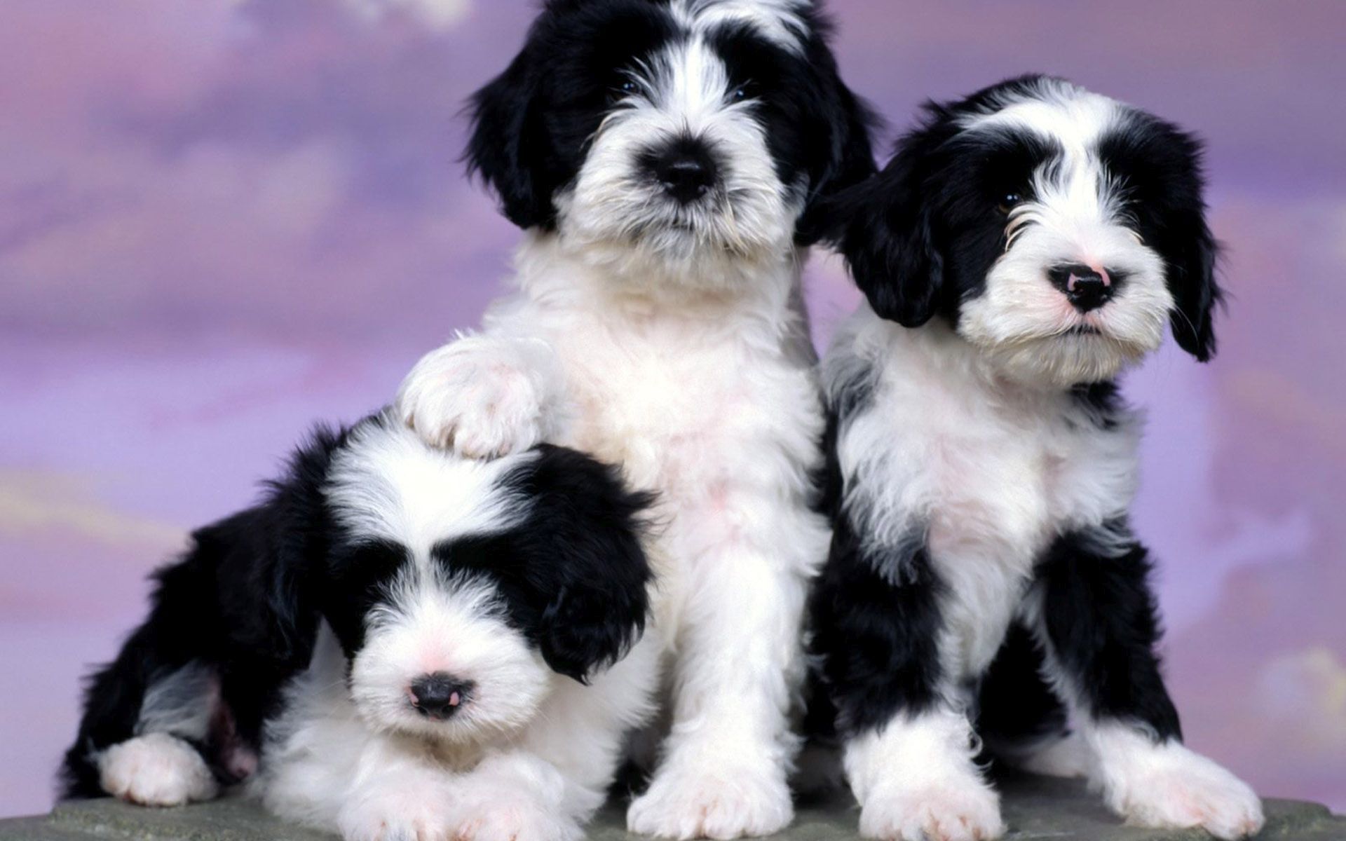 Download mobile wallpaper Dogs, Dog, Animal, Puppy, Cute, Baby Animal for free.