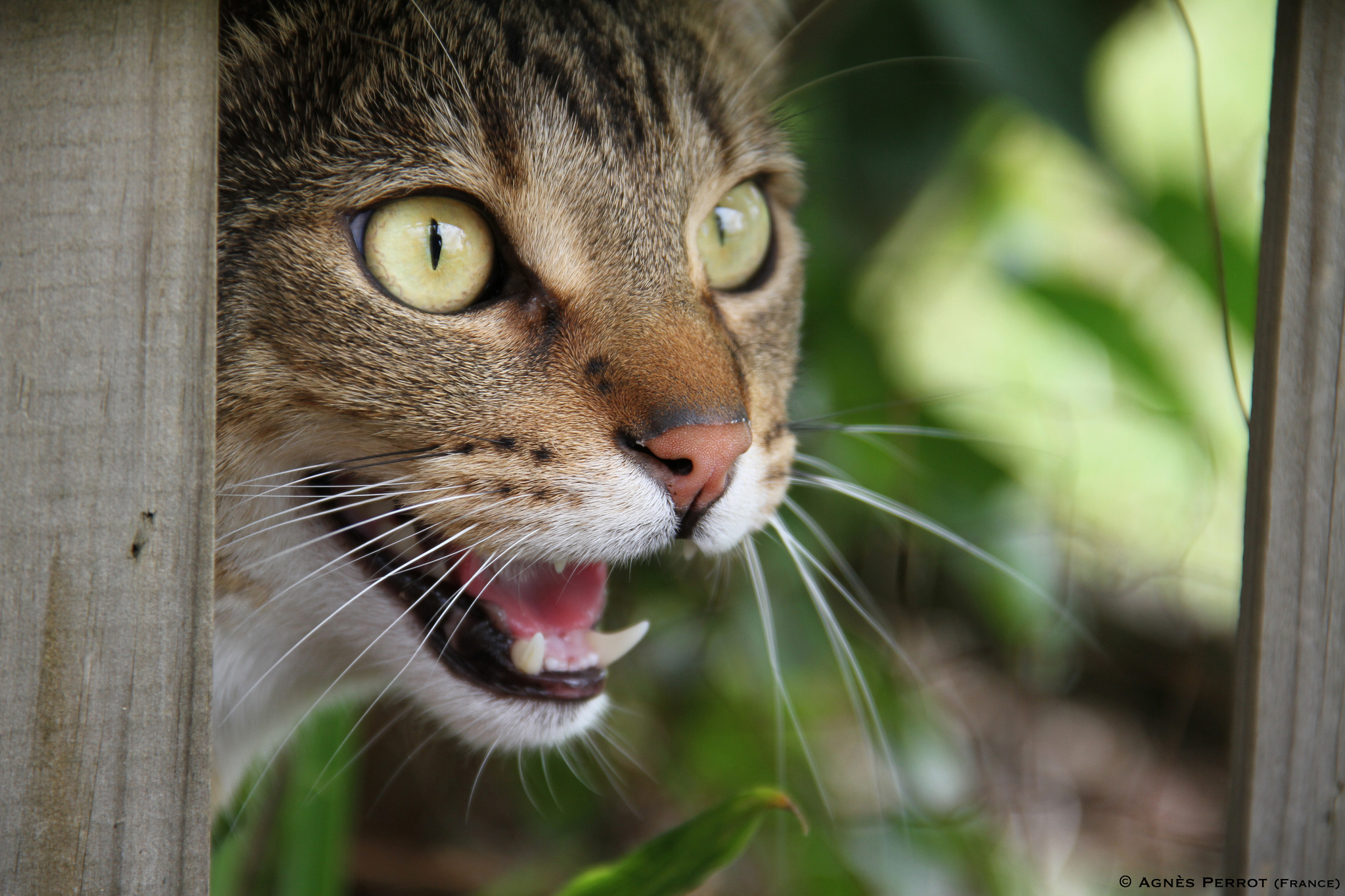 Descarga gratuita de fondo de pantalla para móvil de Animales, Gatos, Gato.