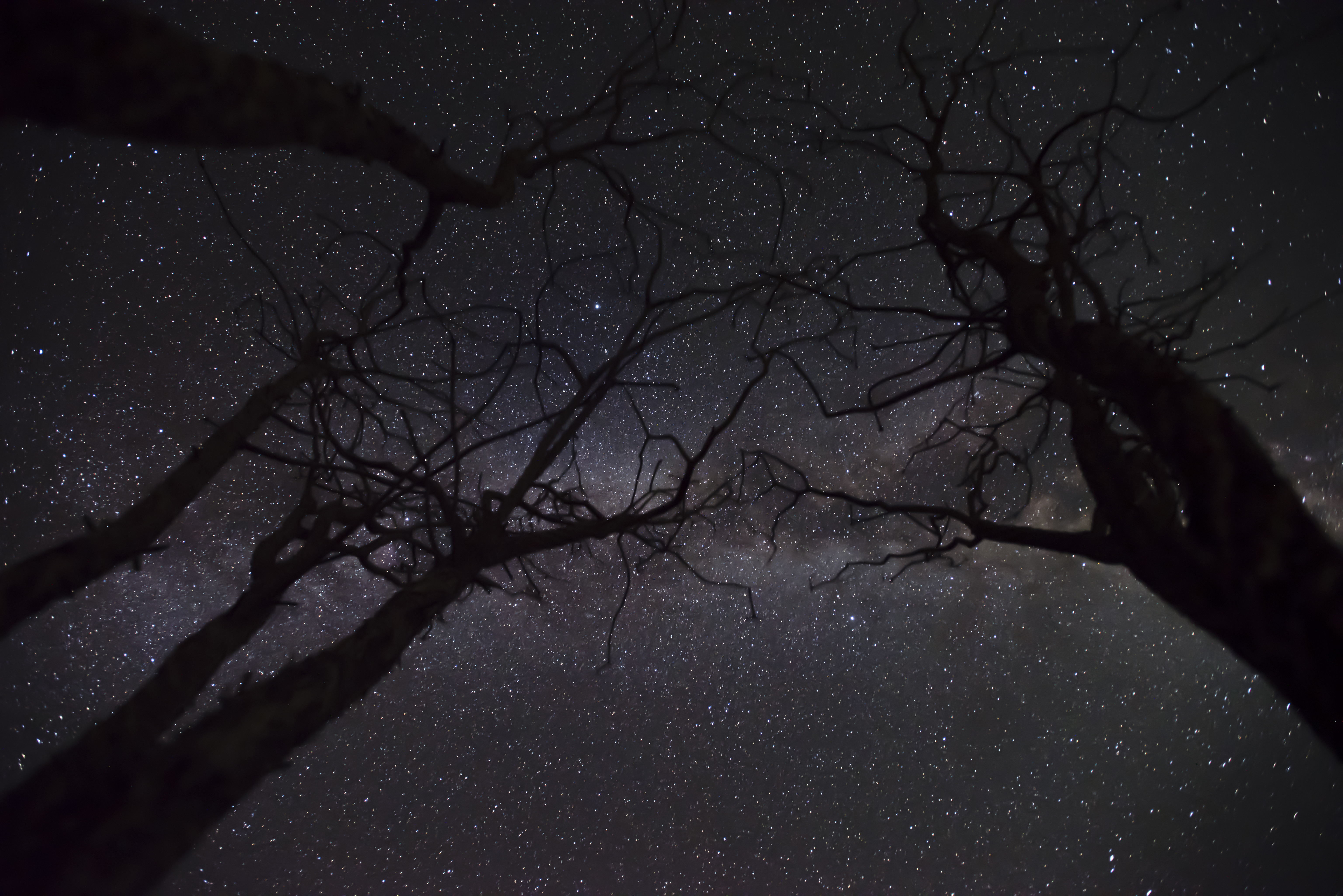 Download mobile wallpaper Branches, Trees, Stars, Starry Sky, Night, Dark for free.