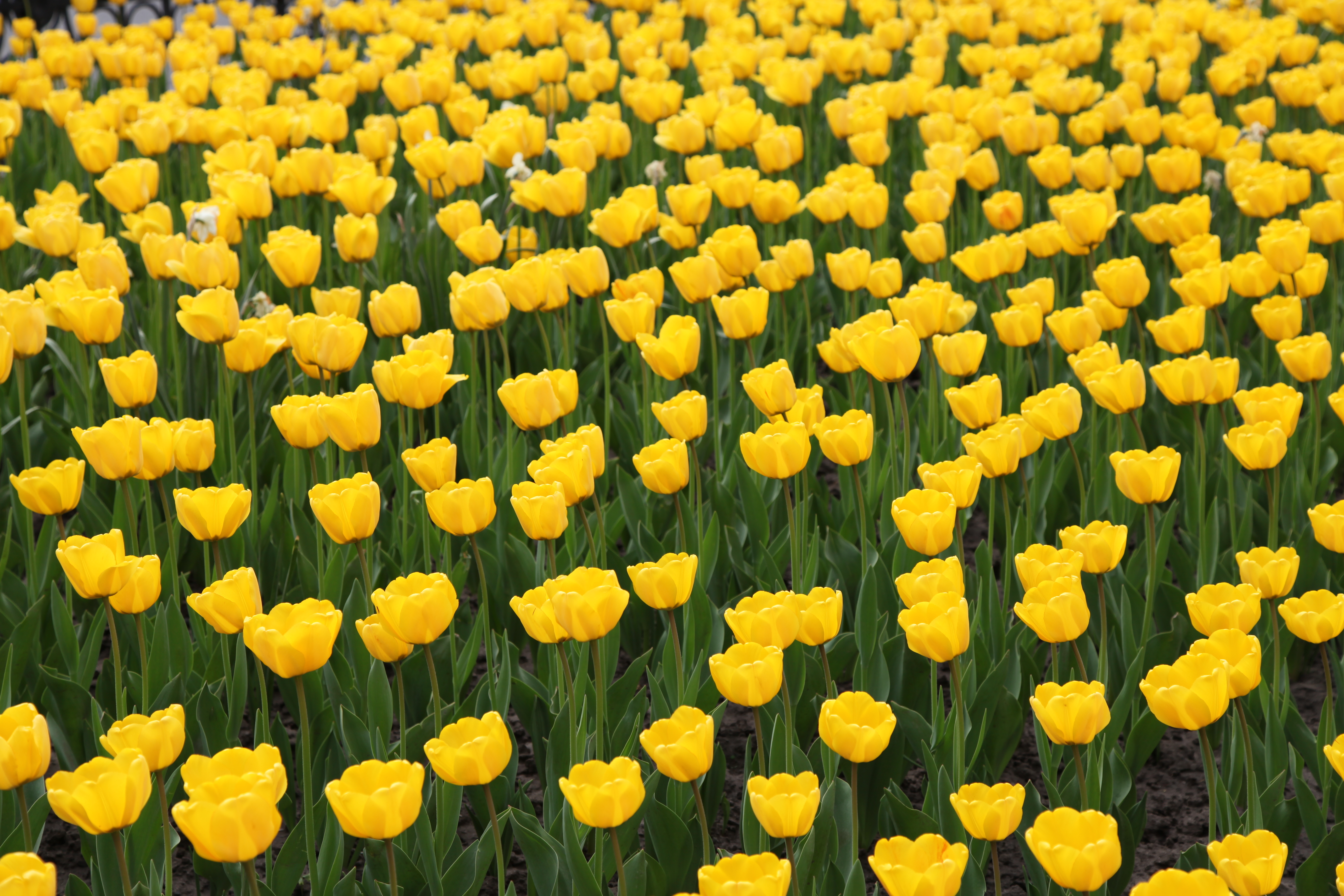 Free download wallpaper Flowers, Flower, Earth, Tulip, Yellow Flower on your PC desktop