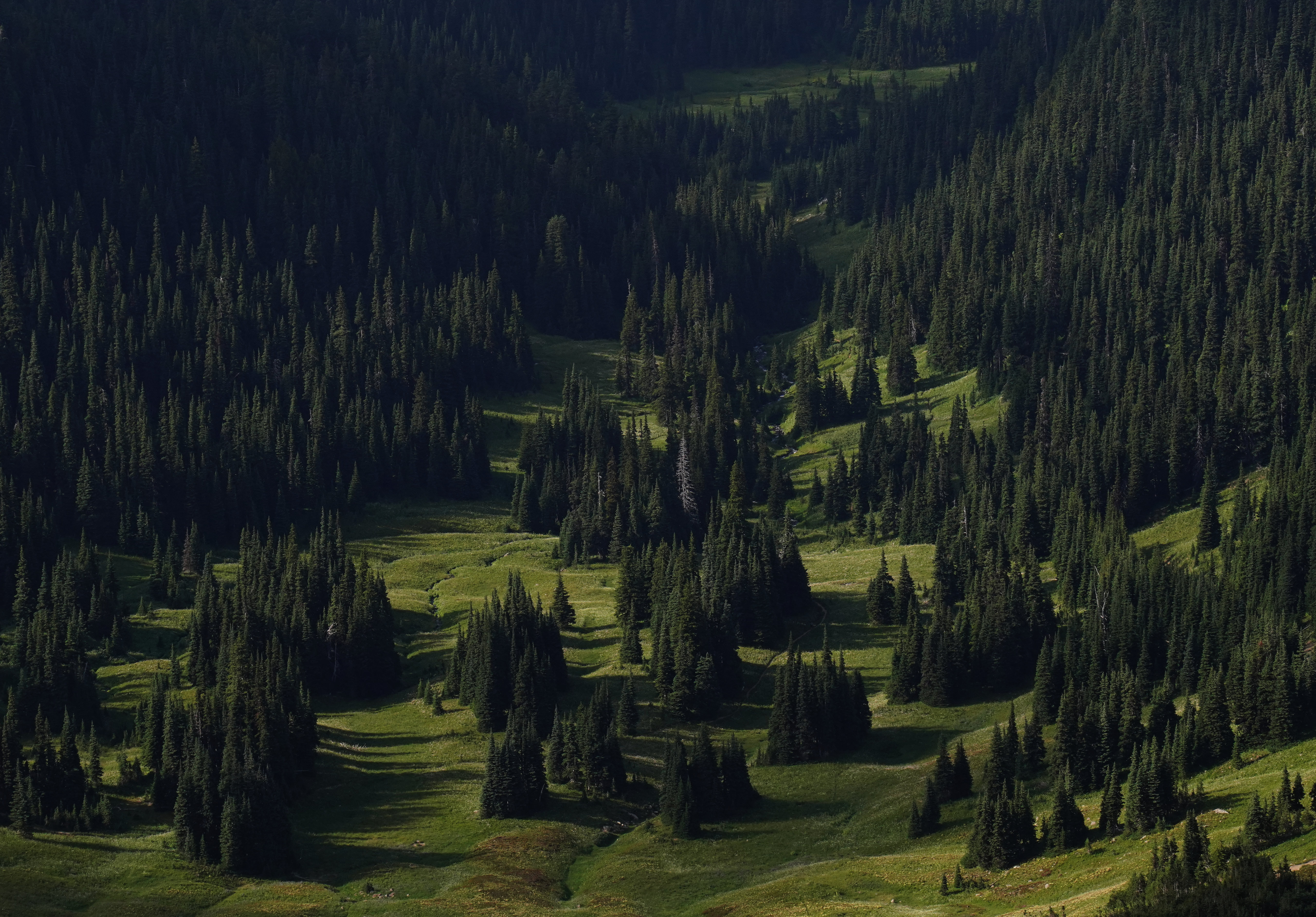 trees, spruce, nature, grass, forest, fir, slope 1080p