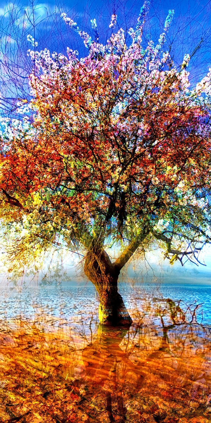 Скачать картинку Деревья, Отражение, Дерево, Цветущие, Цвести, Земля/природа, Одинокое Дерево в телефон бесплатно.
