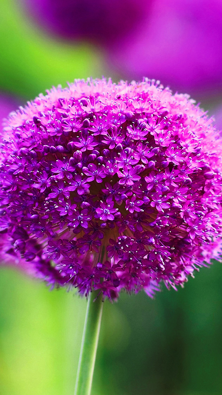 Download mobile wallpaper Flower, Close Up, Earth, Allium for free.