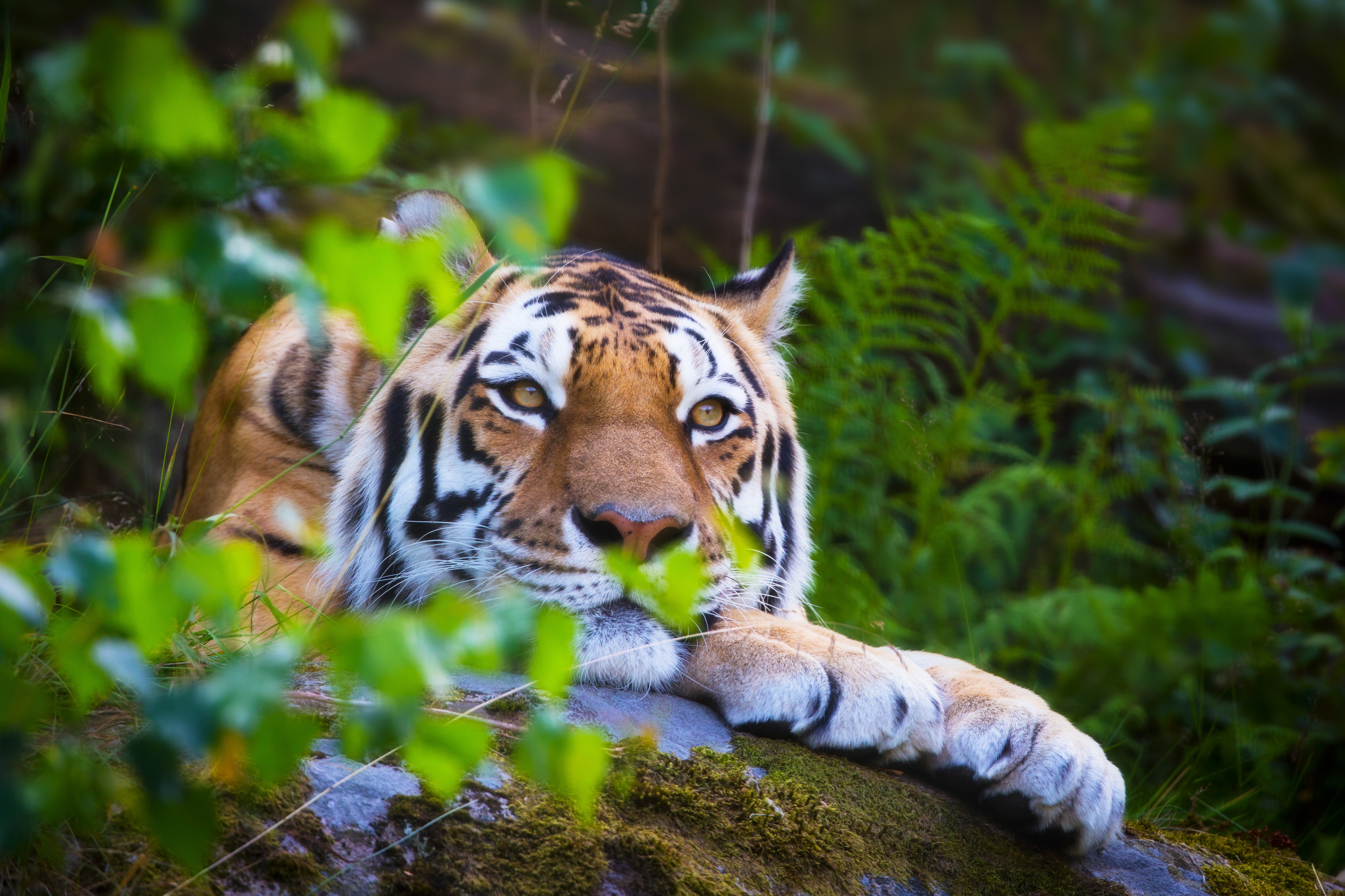 Скачати мобільні шпалери Тигр, Тварина, Коти, Відпочиває безкоштовно.