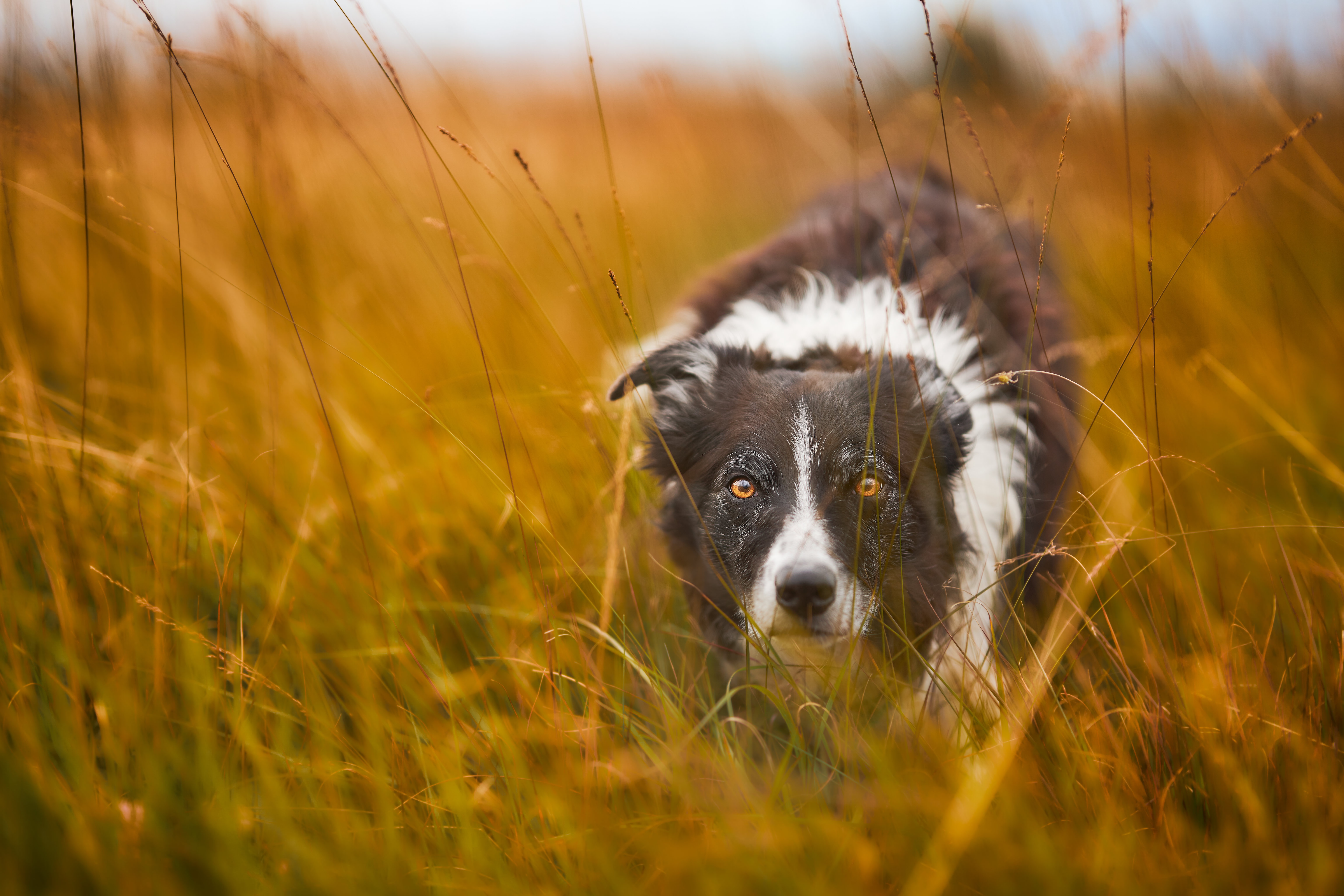 Download mobile wallpaper Dogs, Dog, Animal, Border Collie for free.