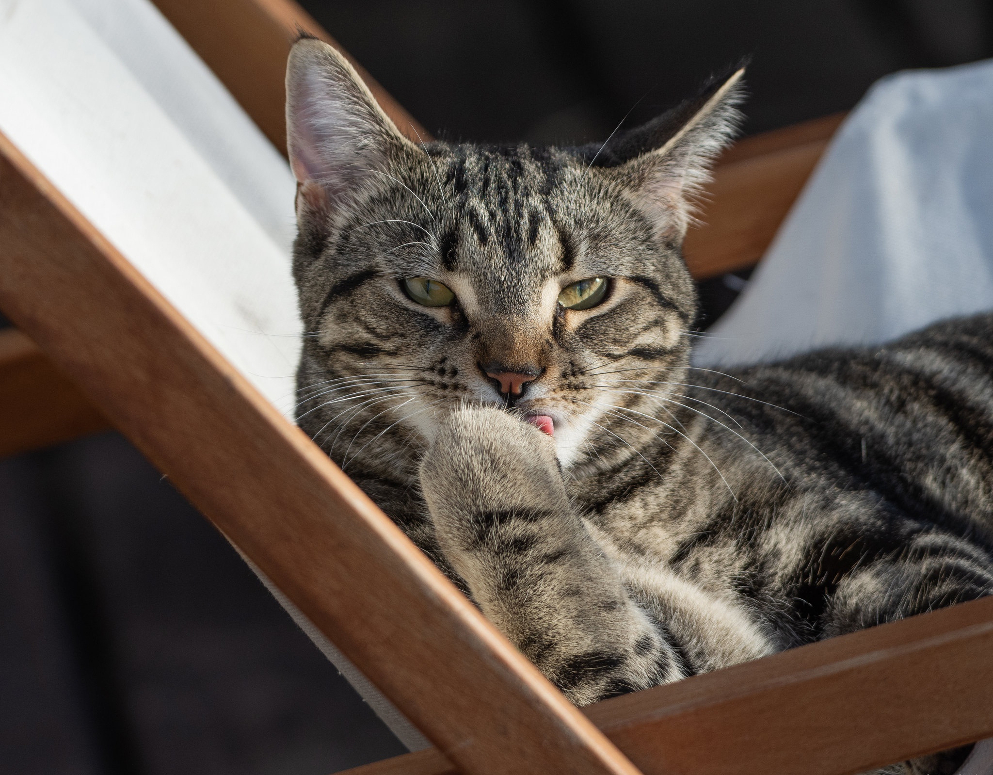 Téléchargez gratuitement l'image Chat, Chats, Animaux sur le bureau de votre PC