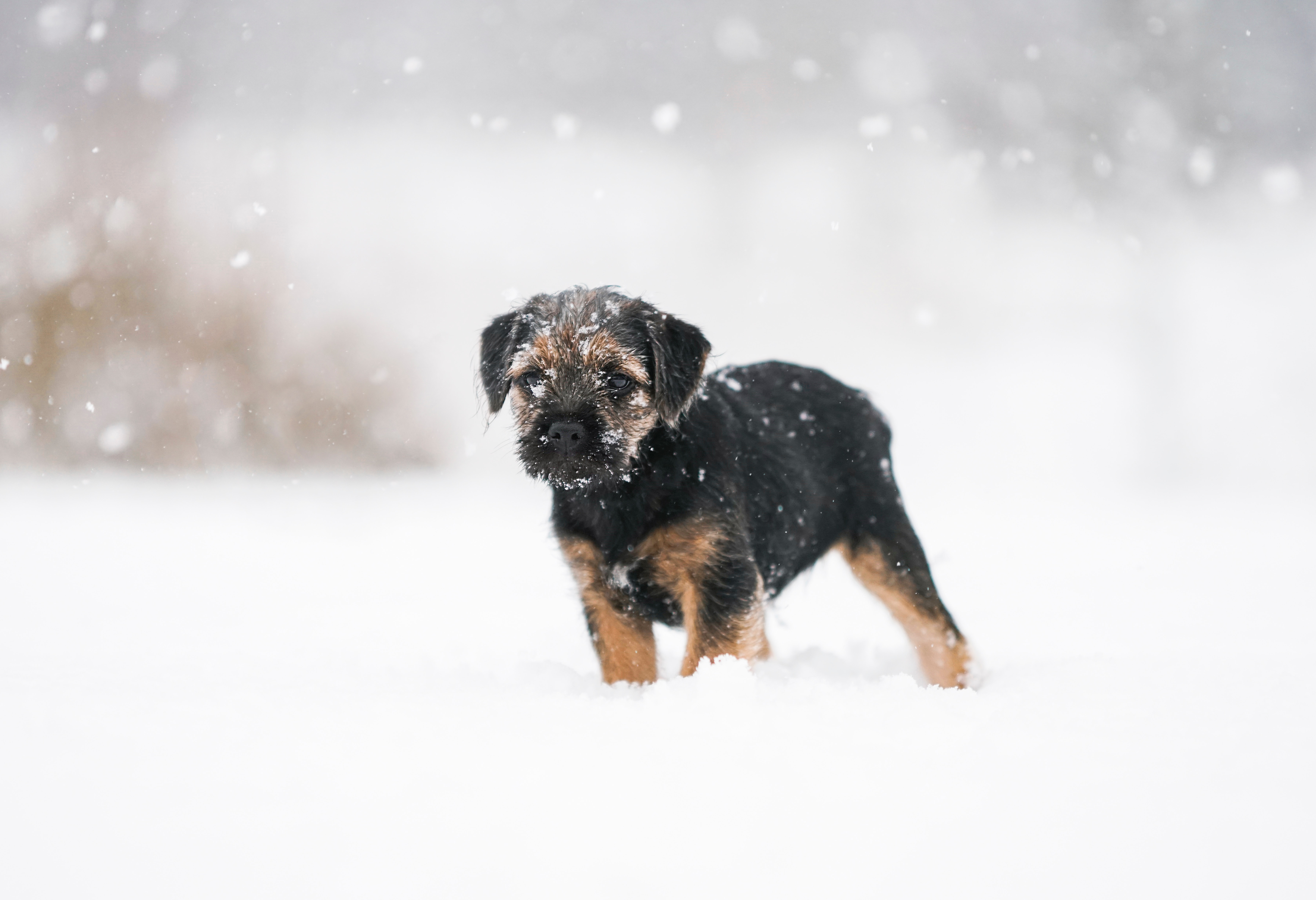 Download mobile wallpaper Animals, Pet, Puppy, Snow, Dog for free.