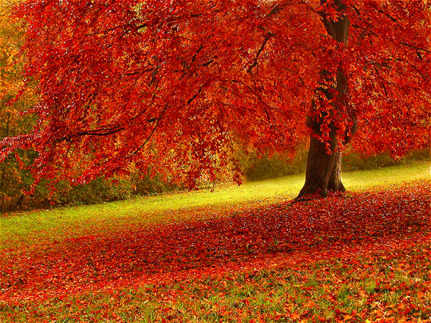 Download mobile wallpaper Fall, Earth for free.