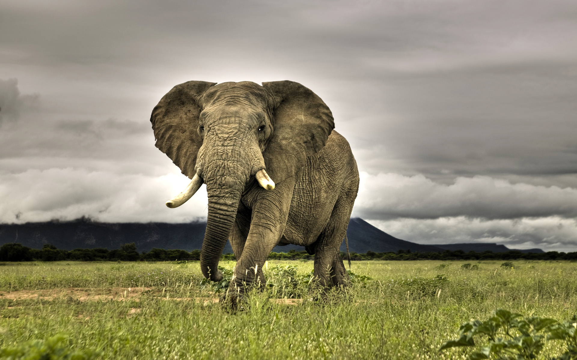 Скачать обои Африканский Слон на телефон бесплатно