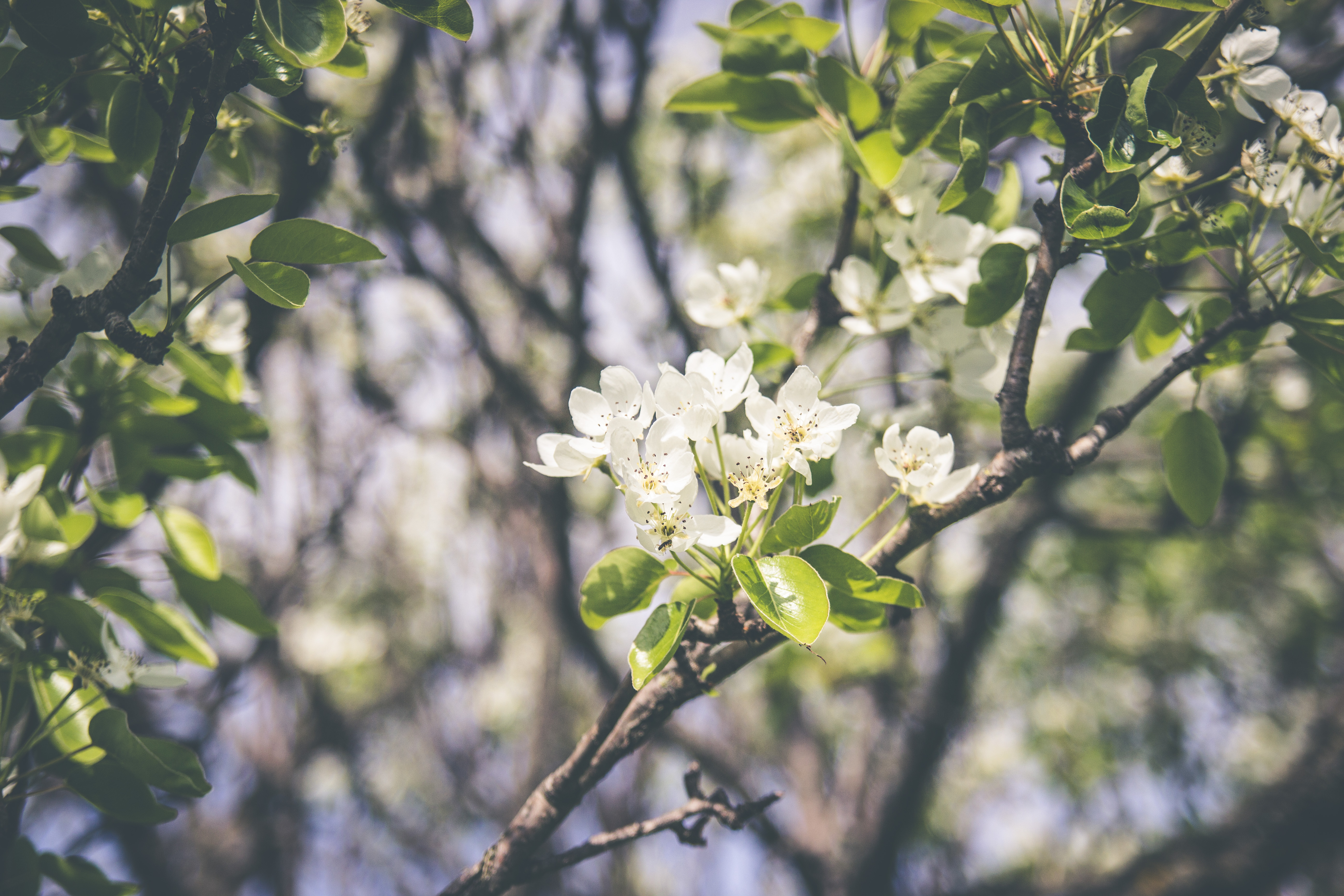 無料モバイル壁紙ブランチ, 枝, 春, 咲く, 開花, フラワーズをダウンロードします。