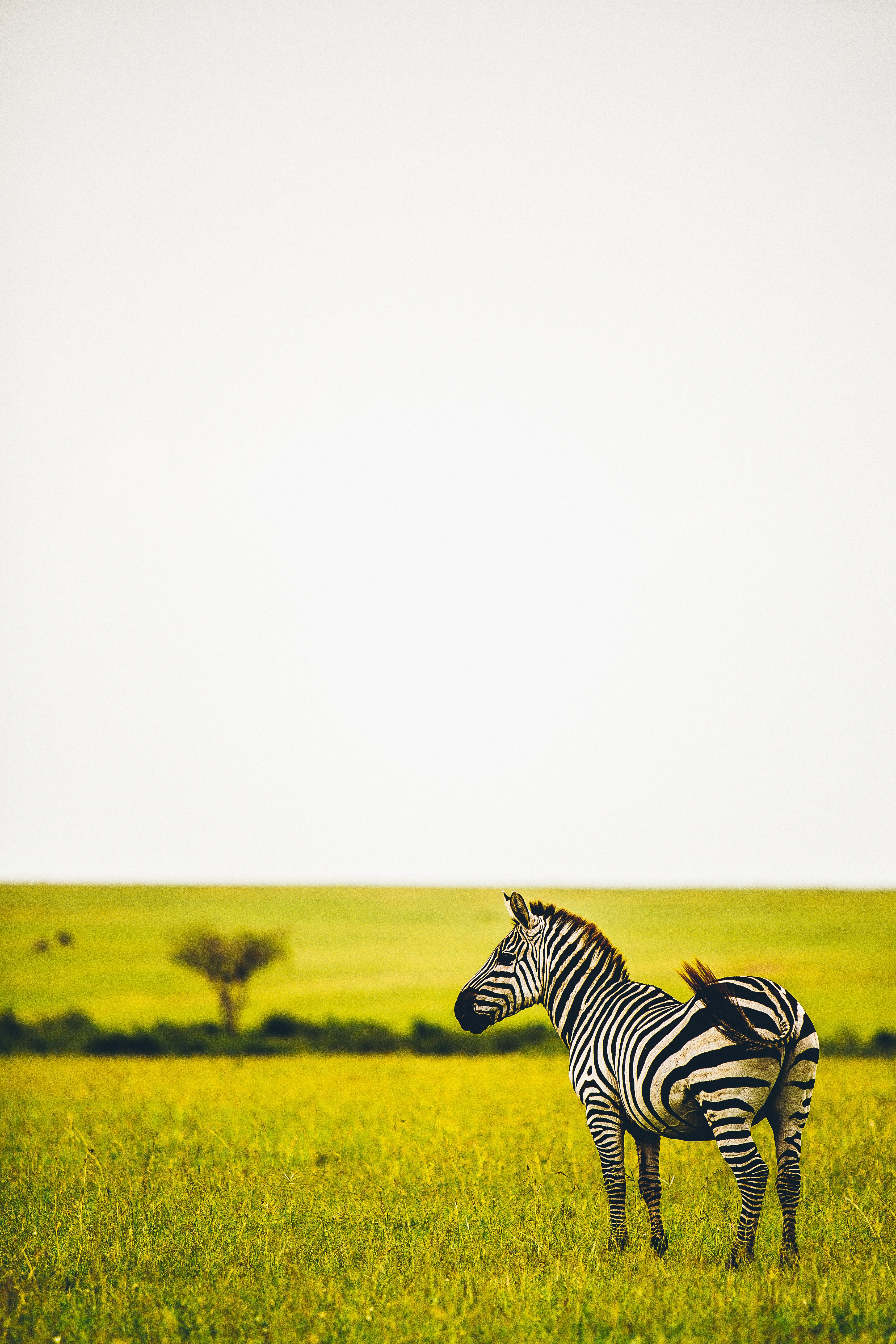 zebra, wildlife, animals, grass, savanna, greens, striped, animal lock screen backgrounds