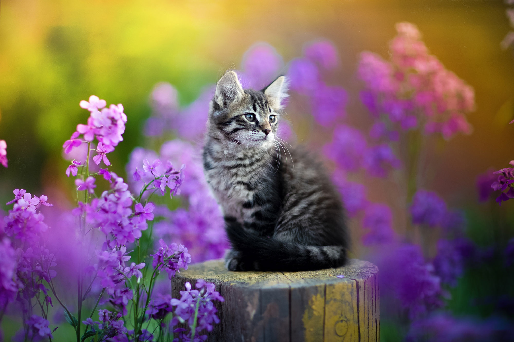無料モバイル壁紙動物, ネコ, 猫, 紫色の花をダウンロードします。
