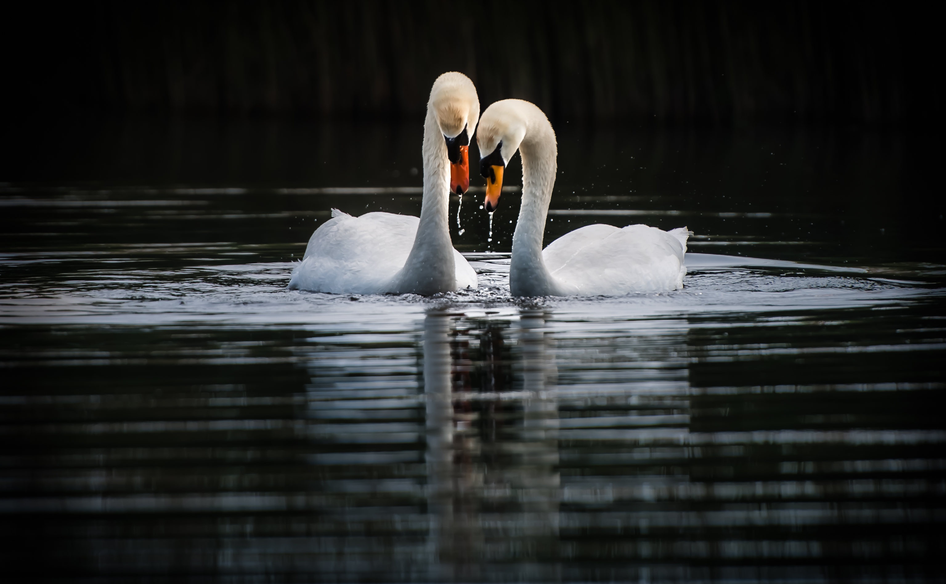 Handy-Wallpaper Tiere, Vögel, Vogel, Schwan, Höckerschwan kostenlos herunterladen.