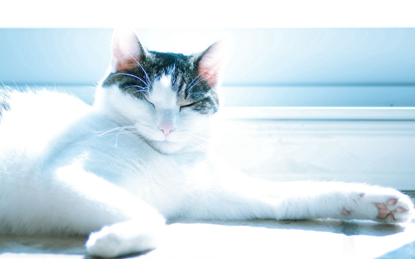 PCデスクトップに動物, 輝く, 光, ネコ, 嘘, 横になります, 視力, 意見, 猫画像を無料でダウンロード