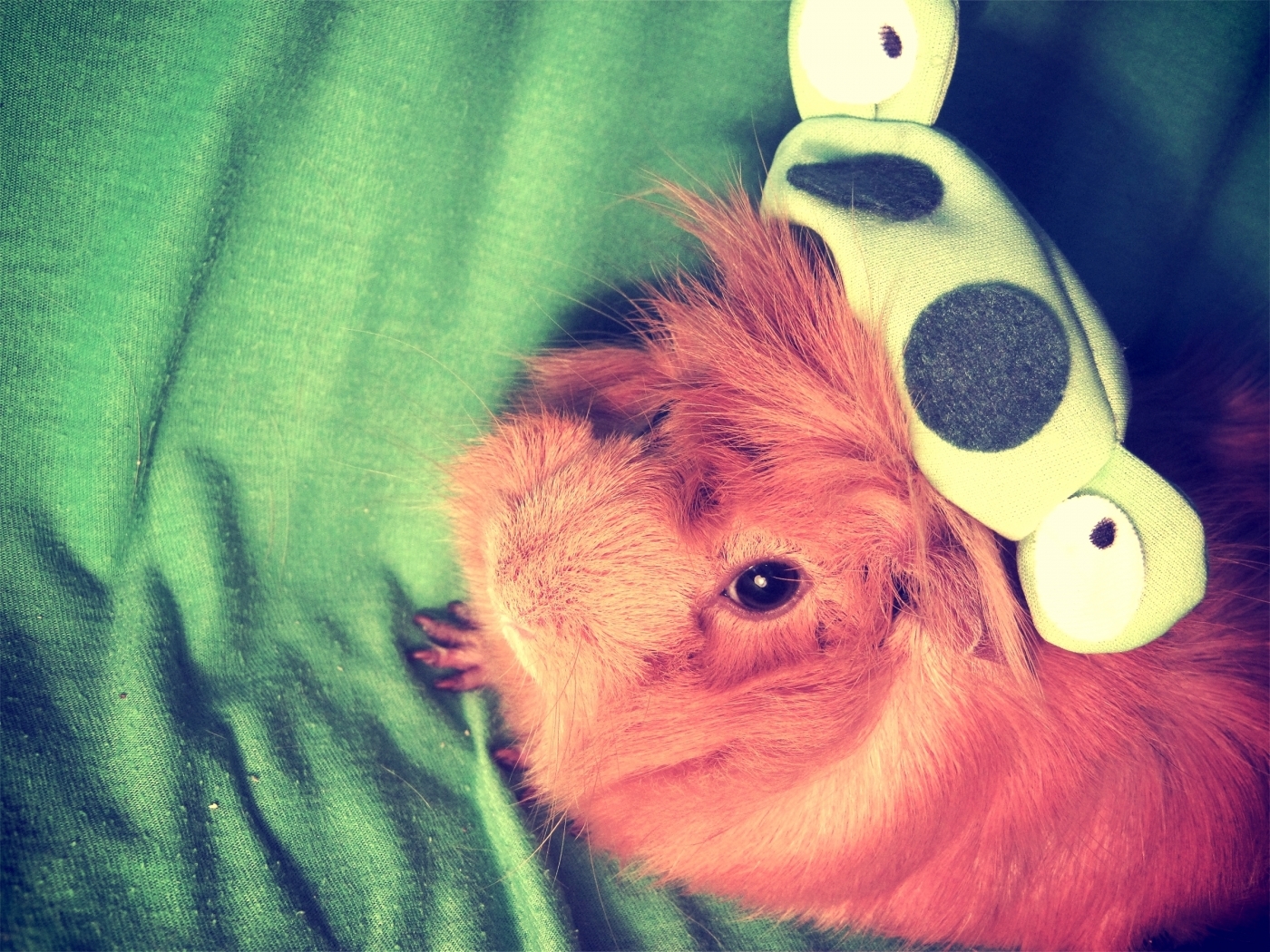 25105 télécharger l'image animaux, hamsters - fonds d'écran et économiseurs d'écran gratuits
