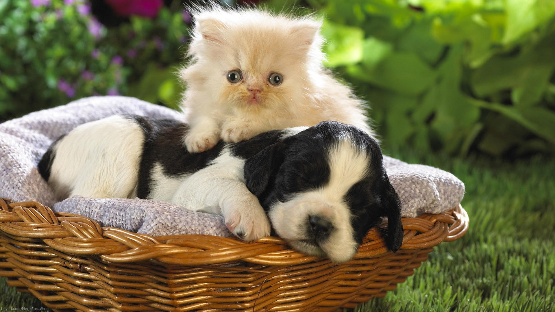 Free download wallpaper Cat, Kitten, Dog, Animal, Puppy, Basket, Cute, Baby Animal, Cat & Dog on your PC desktop