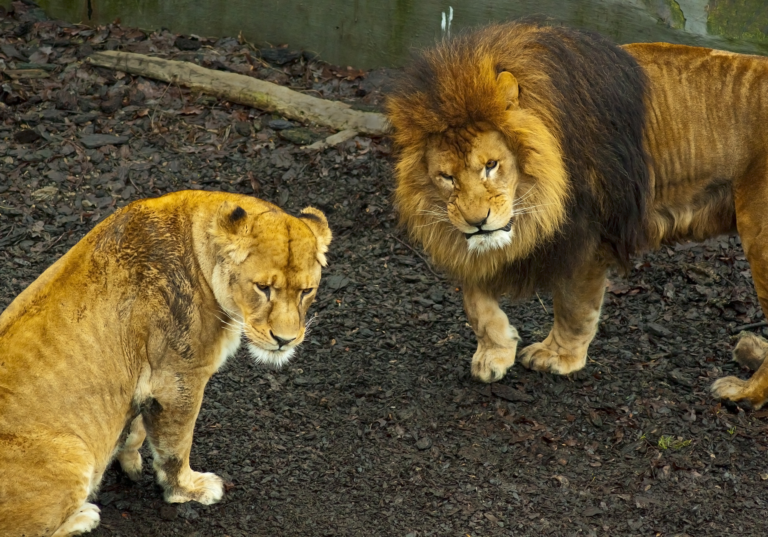 Download mobile wallpaper Predator, Animals, Stroll, Lion, Lioness for free.