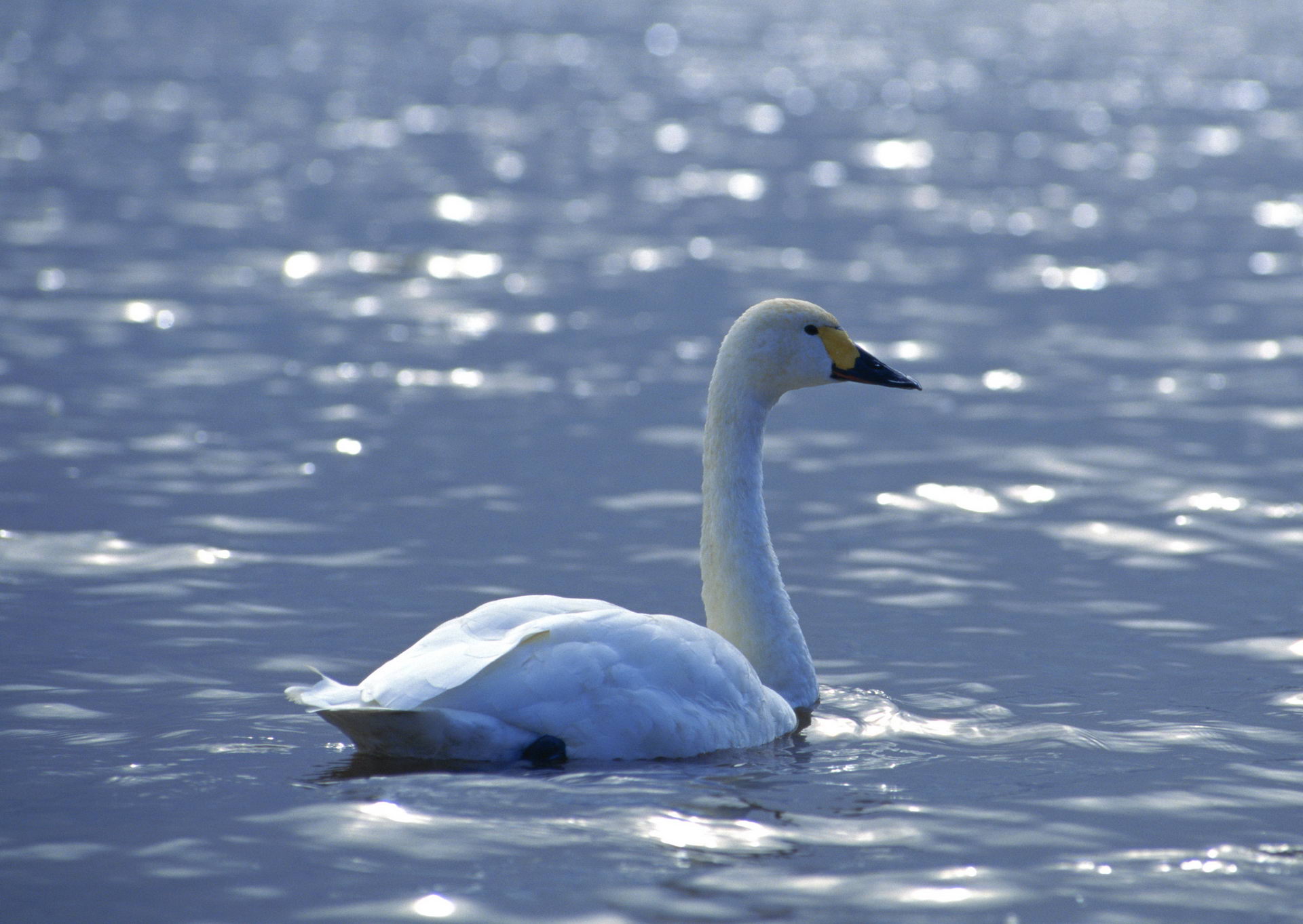 animal, tundra swan, birds