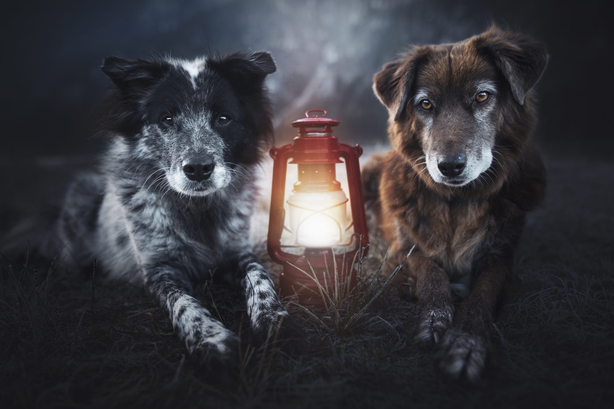 Download mobile wallpaper Dogs, Dog, Lantern, Animal, Border Collie for free.