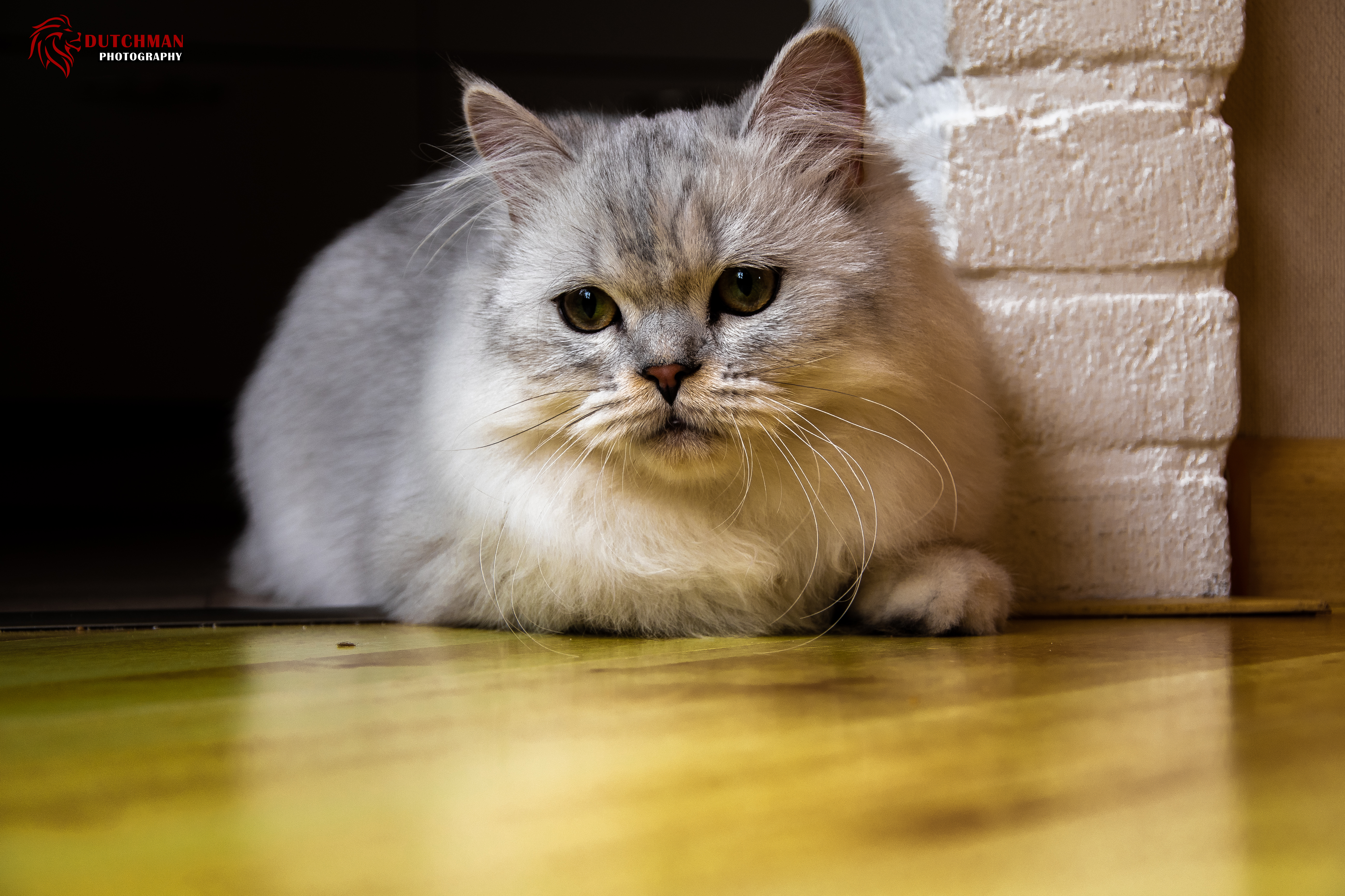 Baixe gratuitamente a imagem Animais, Gatos, Gato na área de trabalho do seu PC