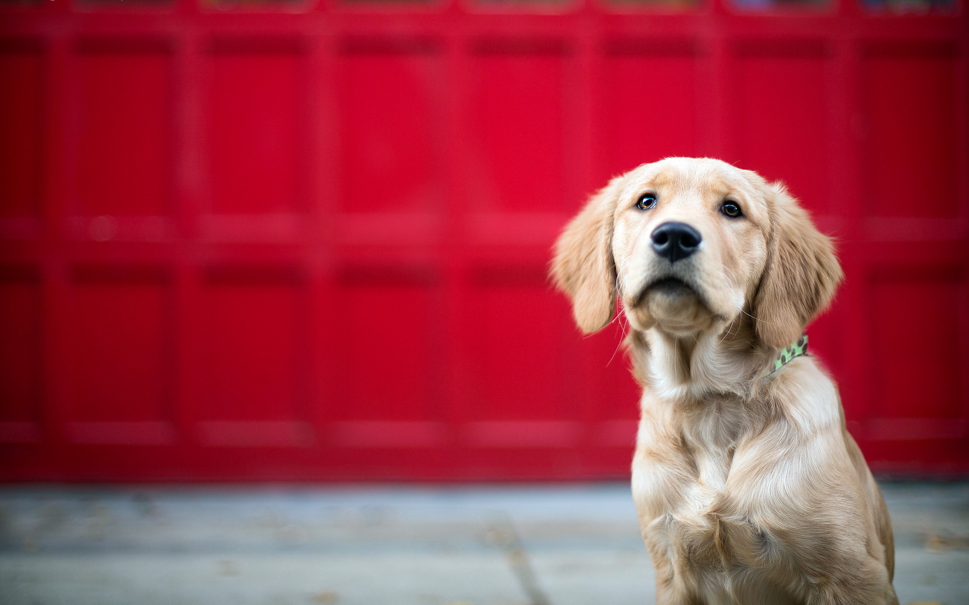 Handy-Wallpaper Golden Retriever, Hunde, Hund, Tiere kostenlos herunterladen.