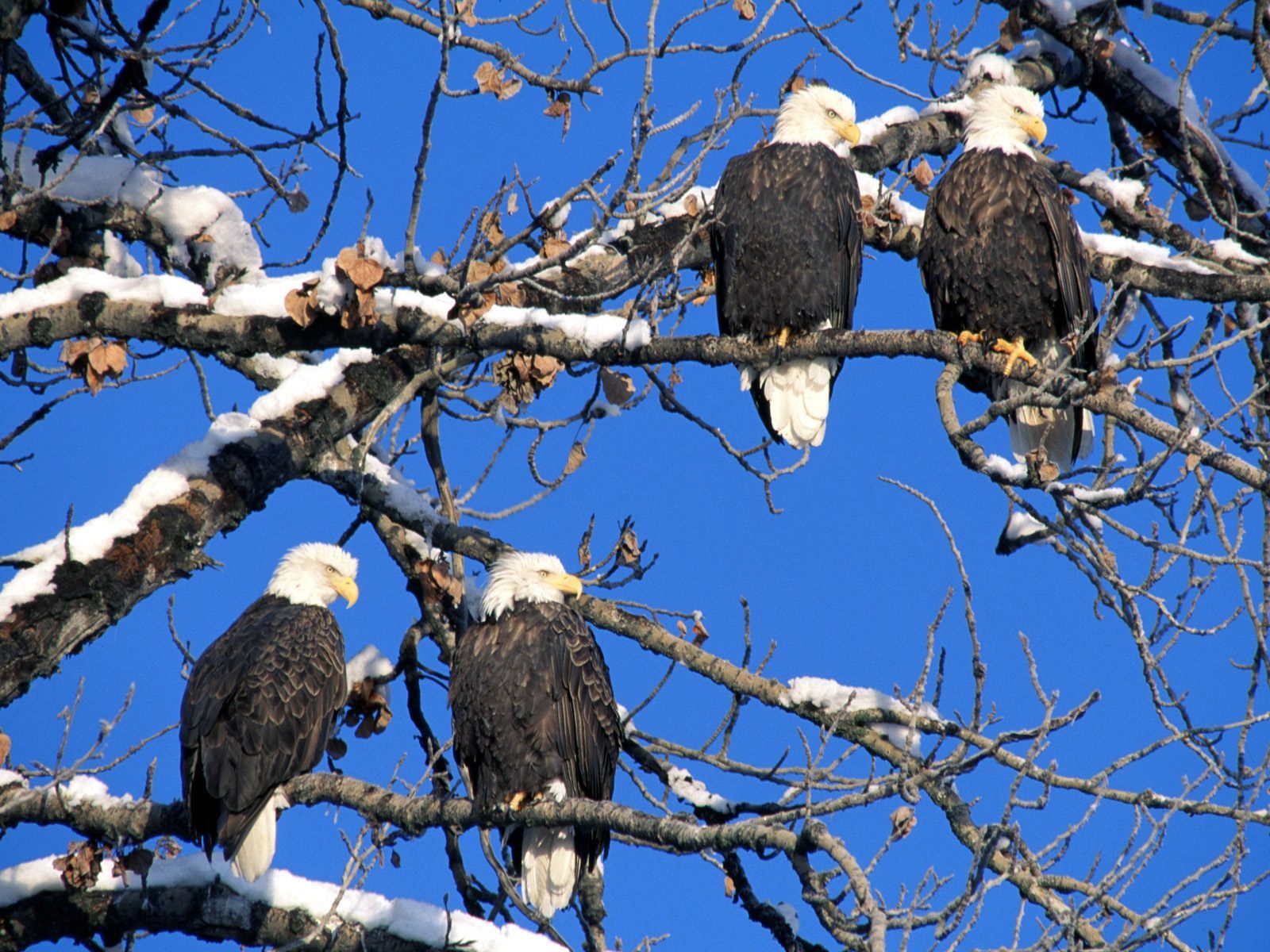 Full HD eagles, animals, birds, blue