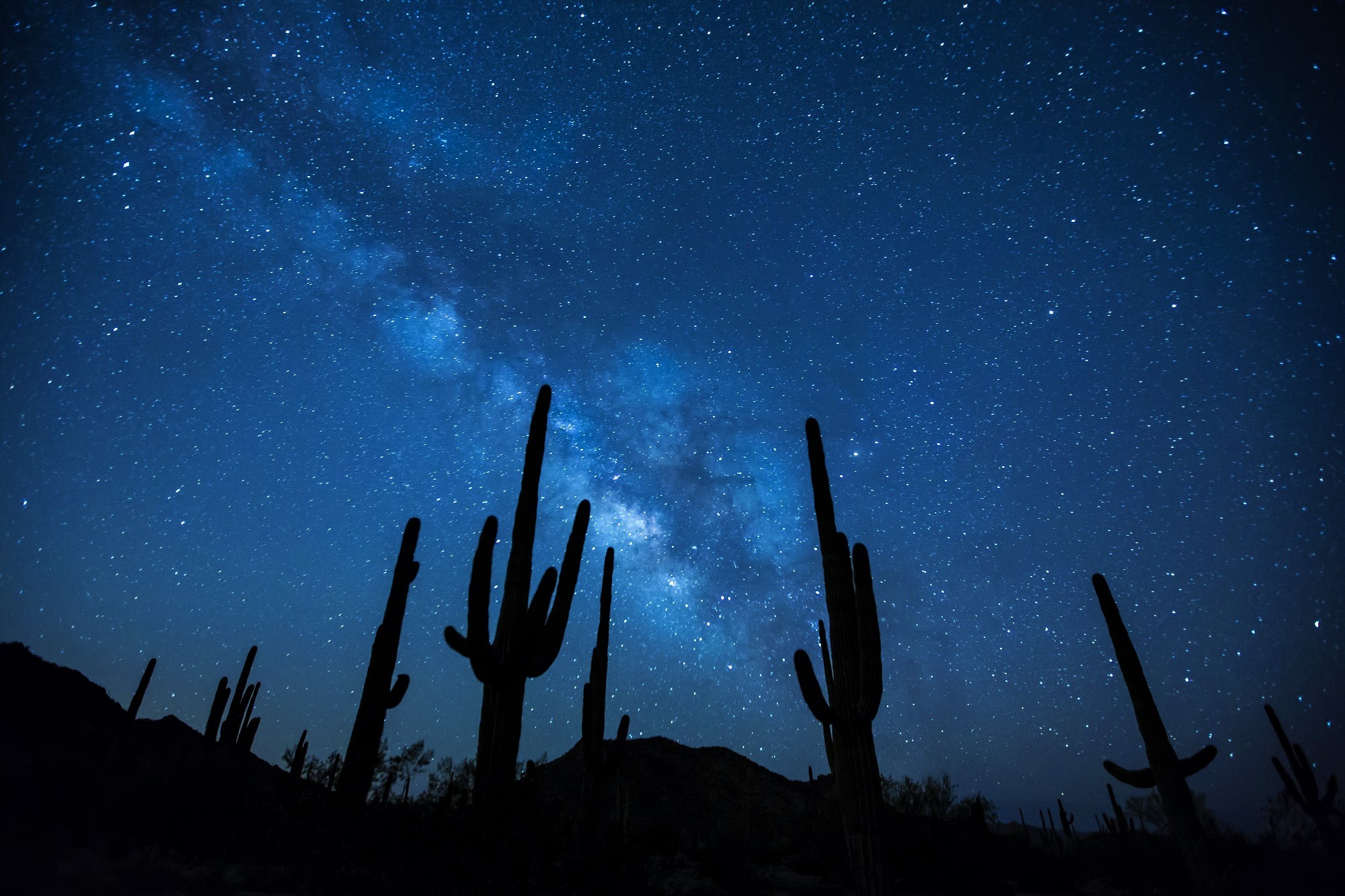 cactus, earth, sky, milky way, night, silhouette, starry sky, stars