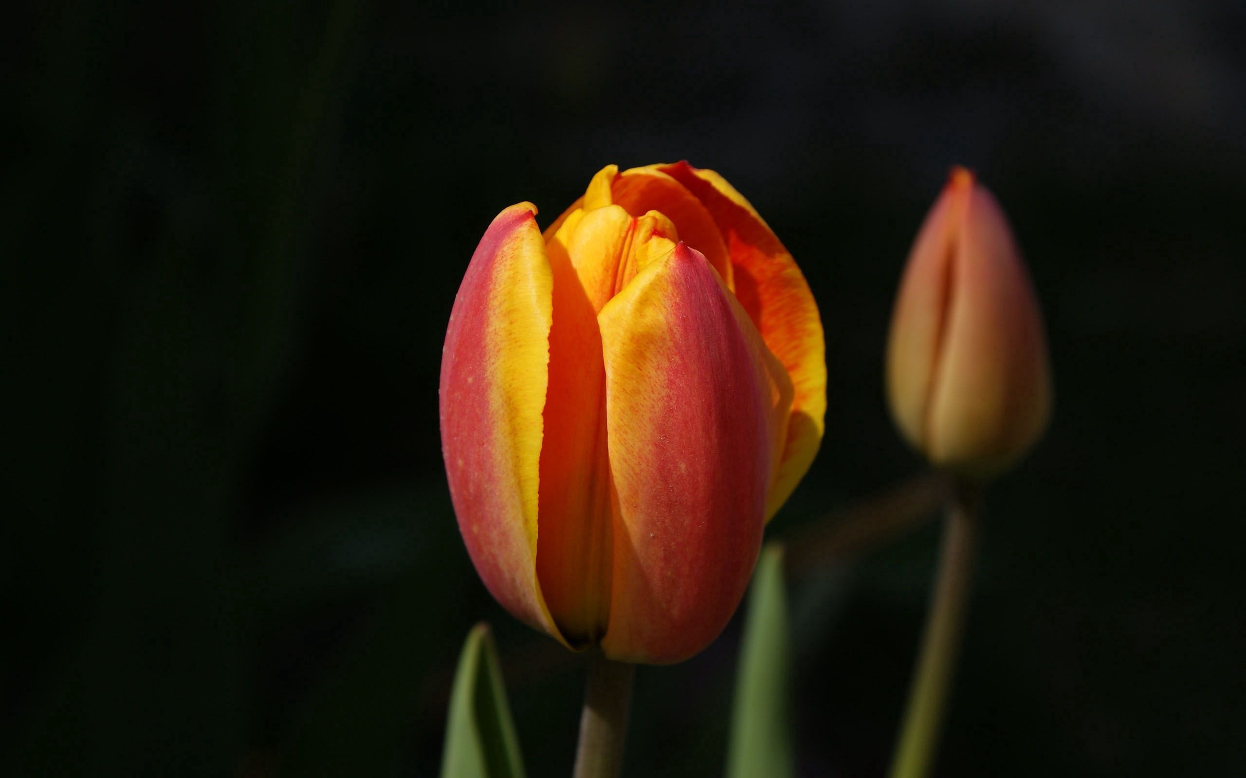 154749 descargar imagen flores, fondo, tulipanes, brote, yema, dos: fondos de pantalla y protectores de pantalla gratis