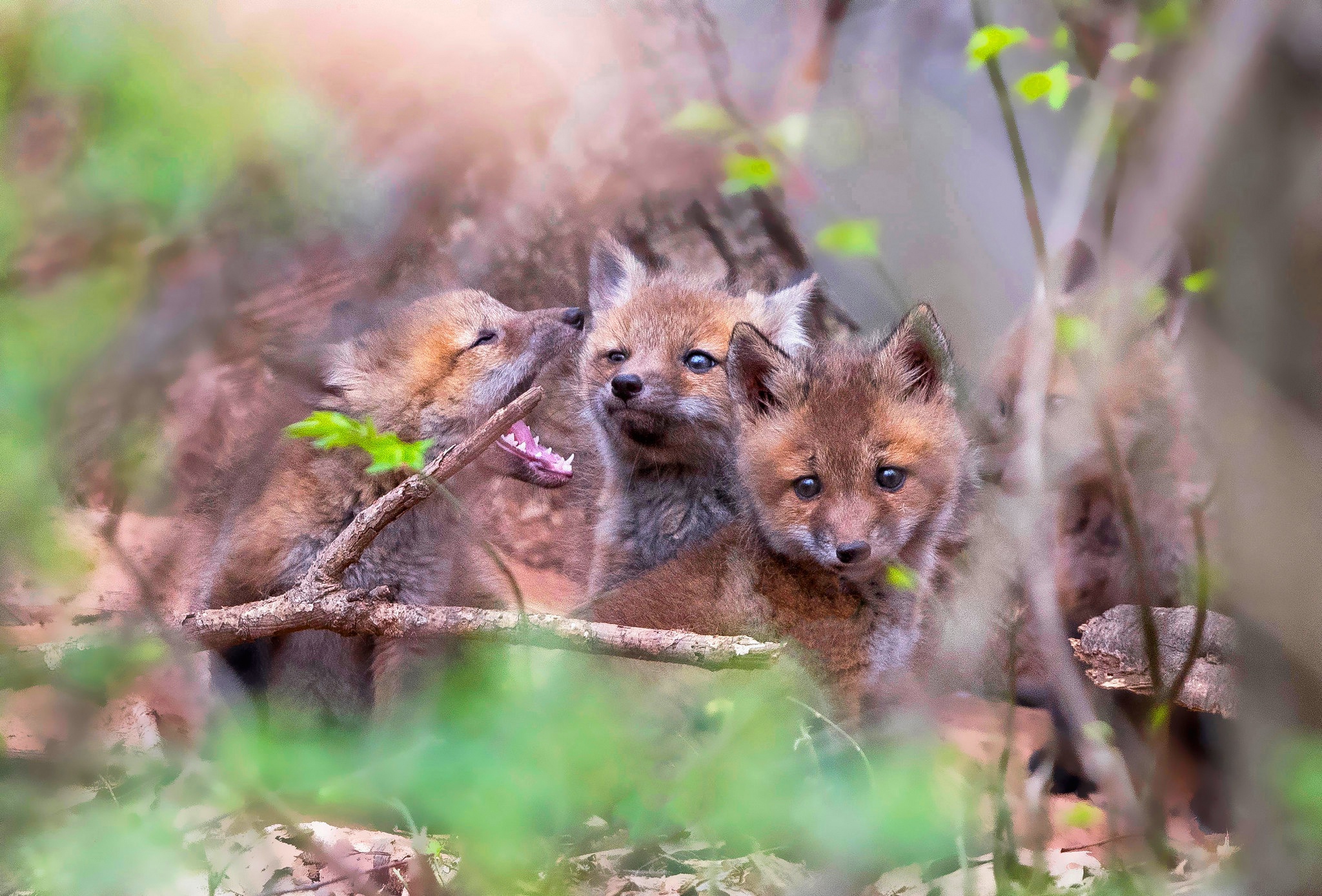 Téléchargez gratuitement l'image Animaux, Renard, Lionceau, Bébé Animal sur le bureau de votre PC