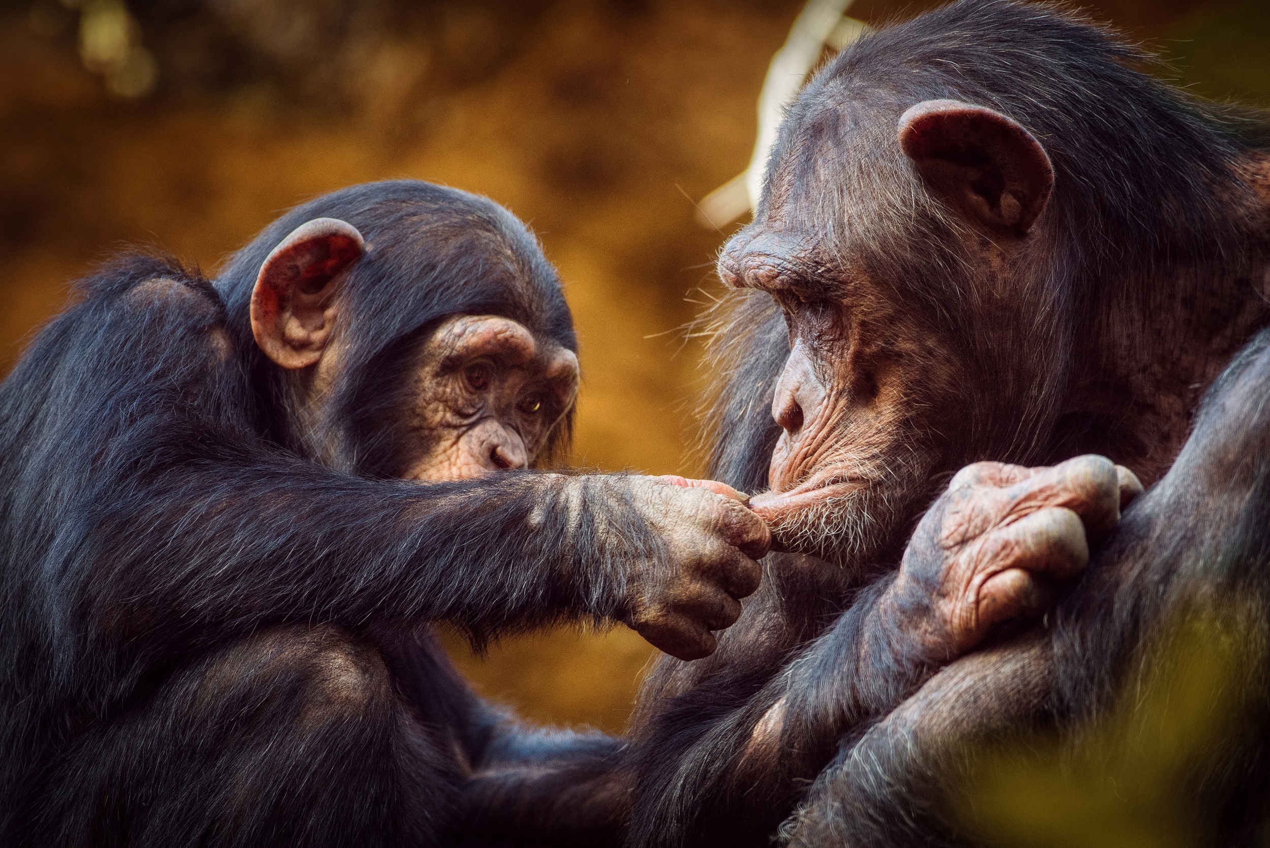 Download mobile wallpaper Monkeys, Monkey, Animal, Primate, Chimpanzee, Baby Animal for free.