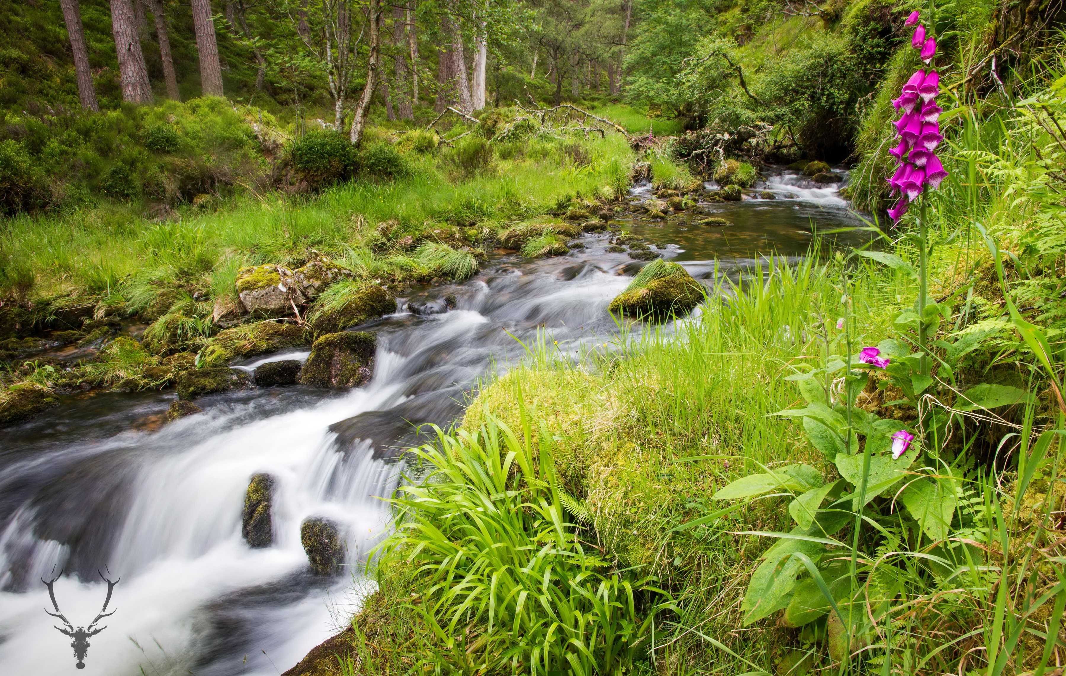 Download mobile wallpaper Nature, Grass, Earth, Stream, Purple Flower for free.