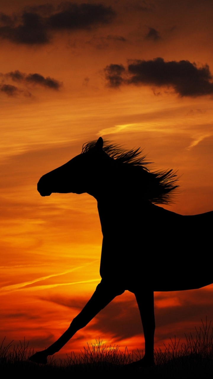 Download mobile wallpaper Animal, Horse for free.