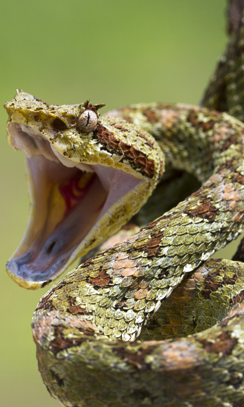 Download mobile wallpaper Animal, Reptiles, Viper for free.
