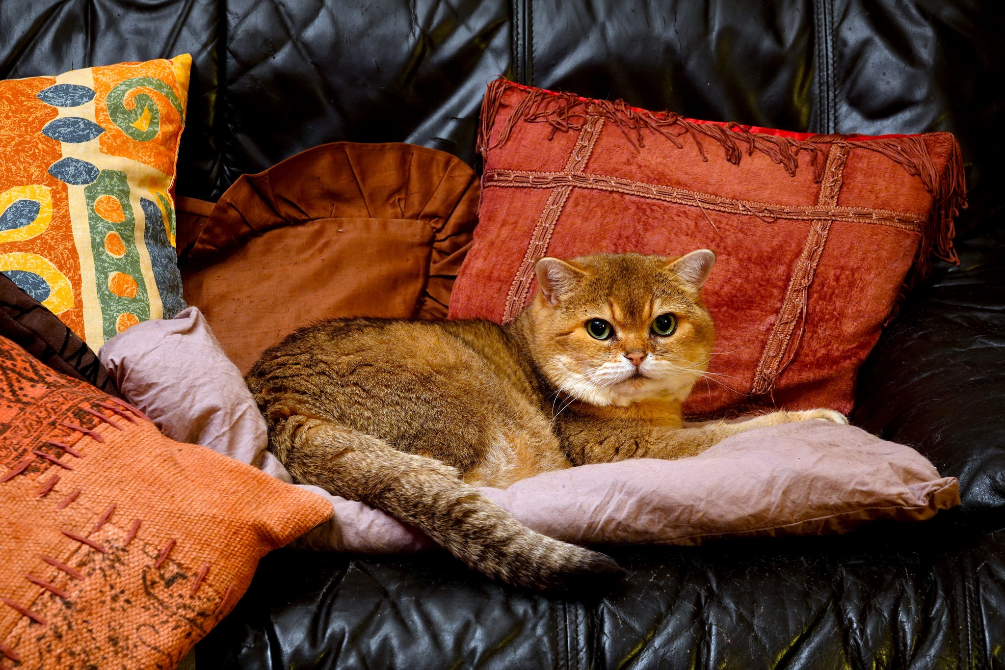Laden Sie das Tiere, Katzen, Katze, Kissen-Bild kostenlos auf Ihren PC-Desktop herunter