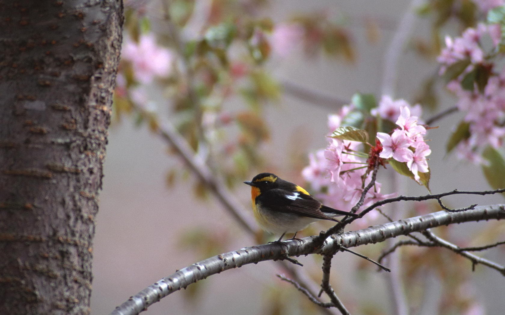 Baixar papel de parede para celular de Pássaro, Aves, Animais gratuito.