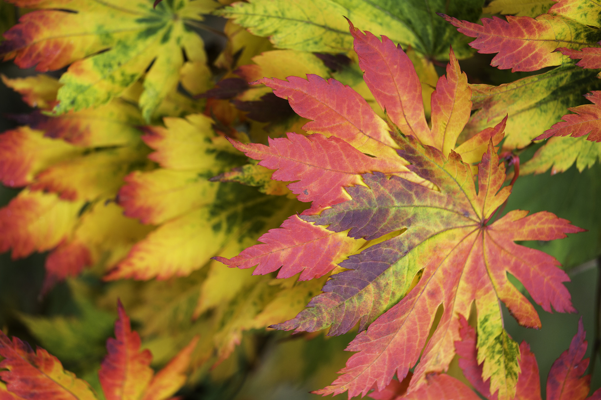 Free download wallpaper Nature, Leaf, Fall, Earth on your PC desktop