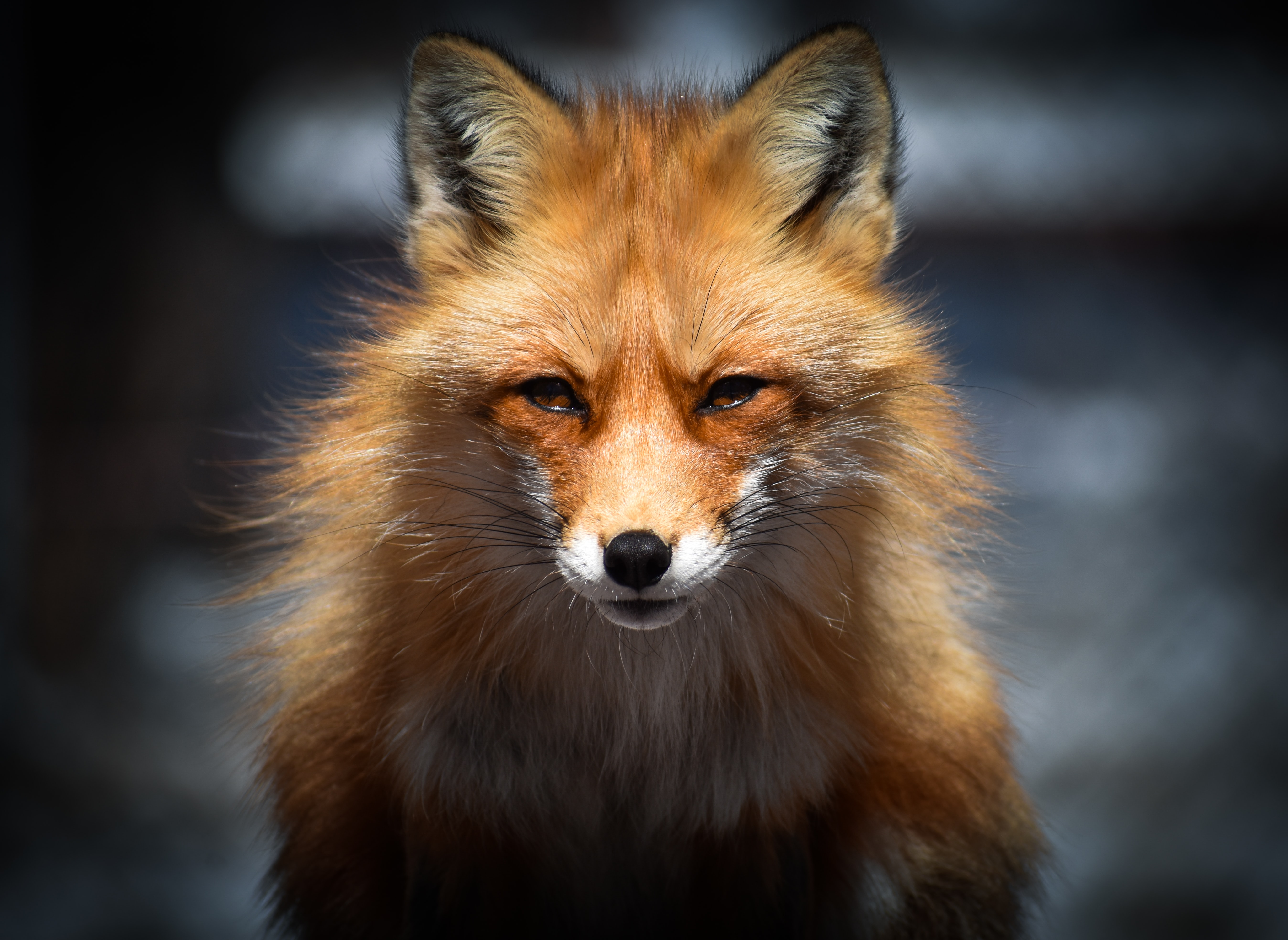 fox, animal, animals, muzzle, predator