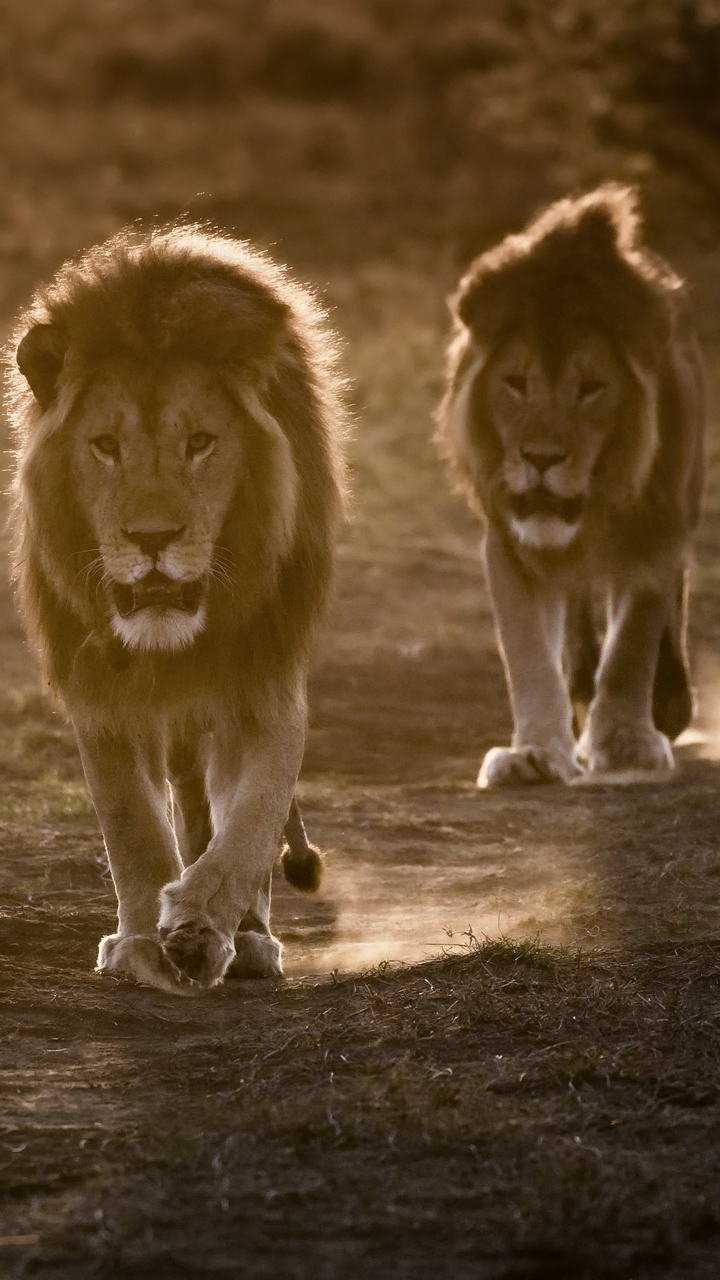 Téléchargez des papiers peints mobile Animaux, Chats, Lion gratuitement.