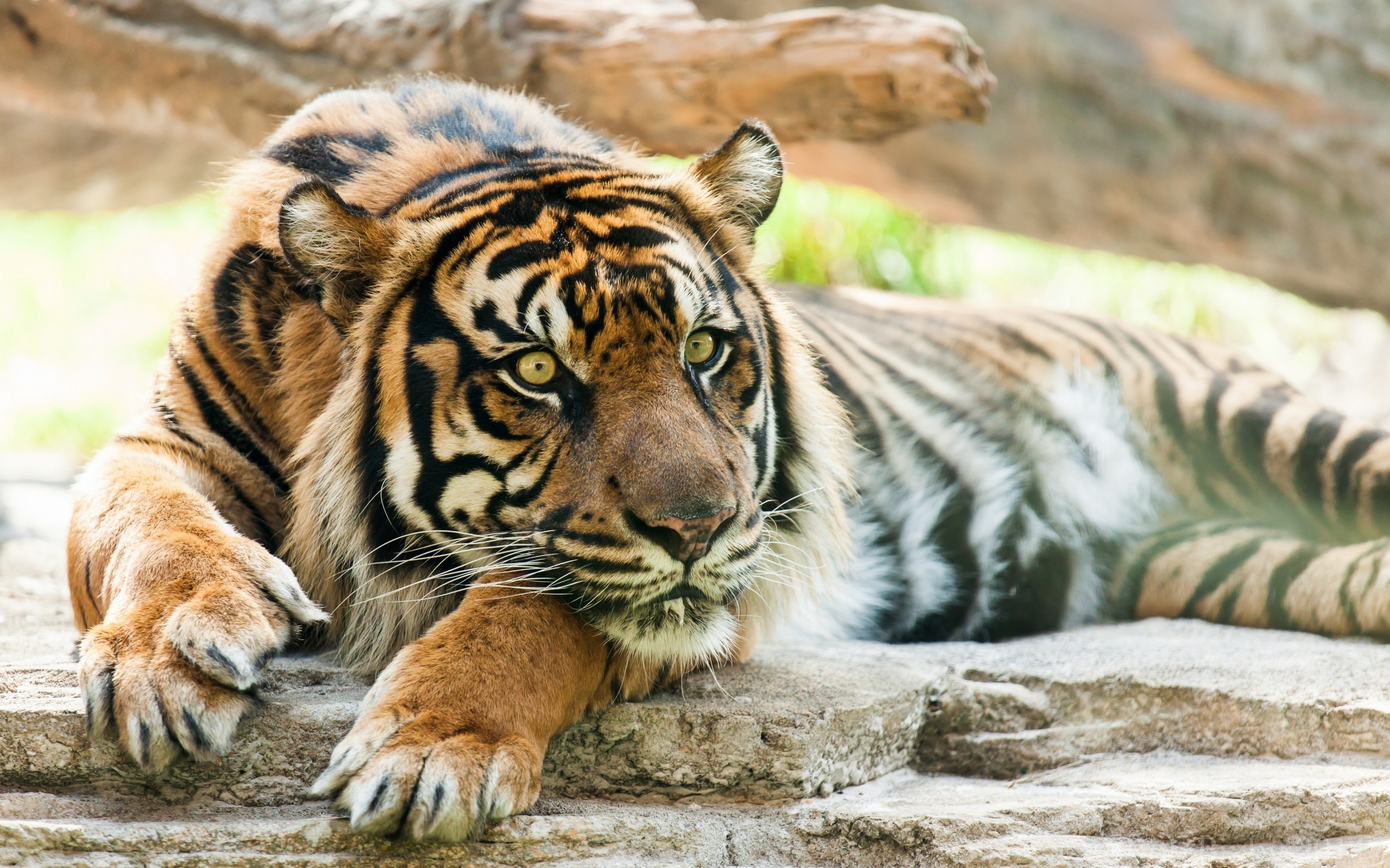 Téléchargez des papiers peints mobile Animaux, Chats, Tigre gratuitement.