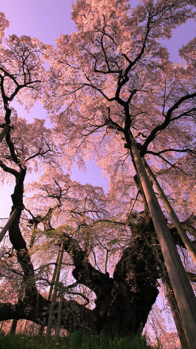 Download mobile wallpaper Trees, Pink, Tree, Earth, Cherry Blossom, Blossom for free.